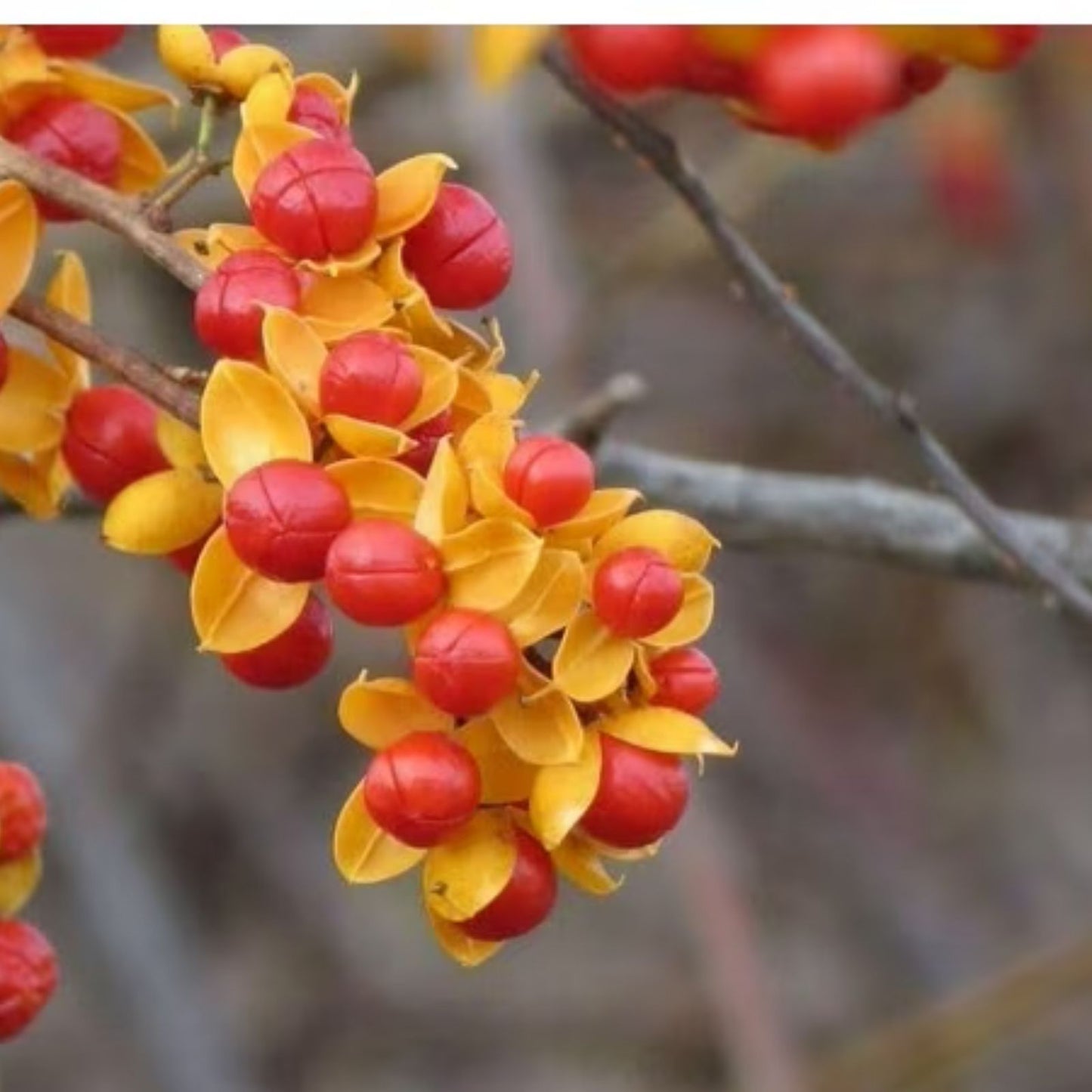 American Bittersweet Vine Seeds 20 Pack | Celastrus Scandens Hardy Climbing Plant Seeds for Garden, Landscape, and Wildlife