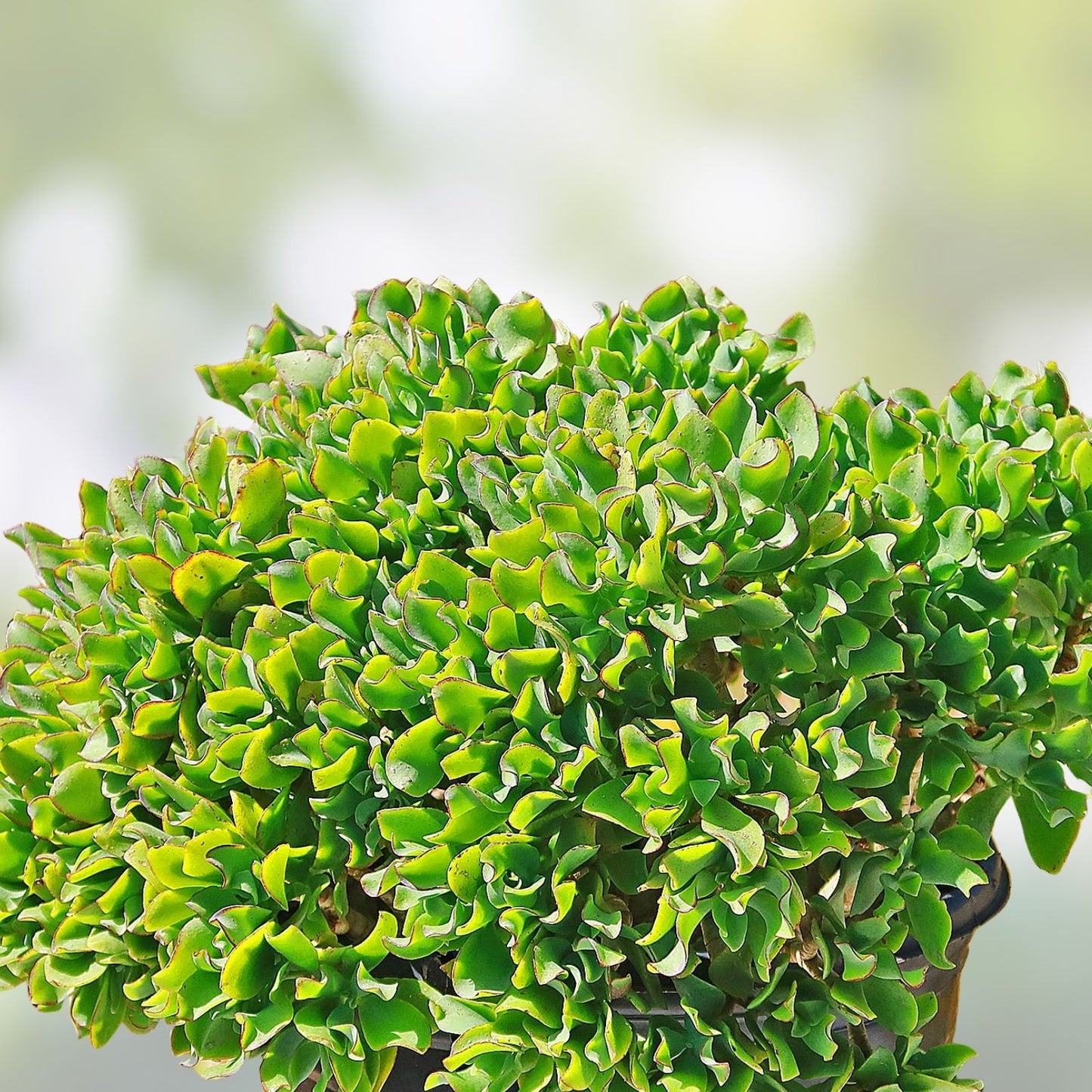 Crassula Arborescens Undulatifolia Ripple Curly Jade Cuttings - 3 Succulent Plant Clippings for Home Decor and Gardening