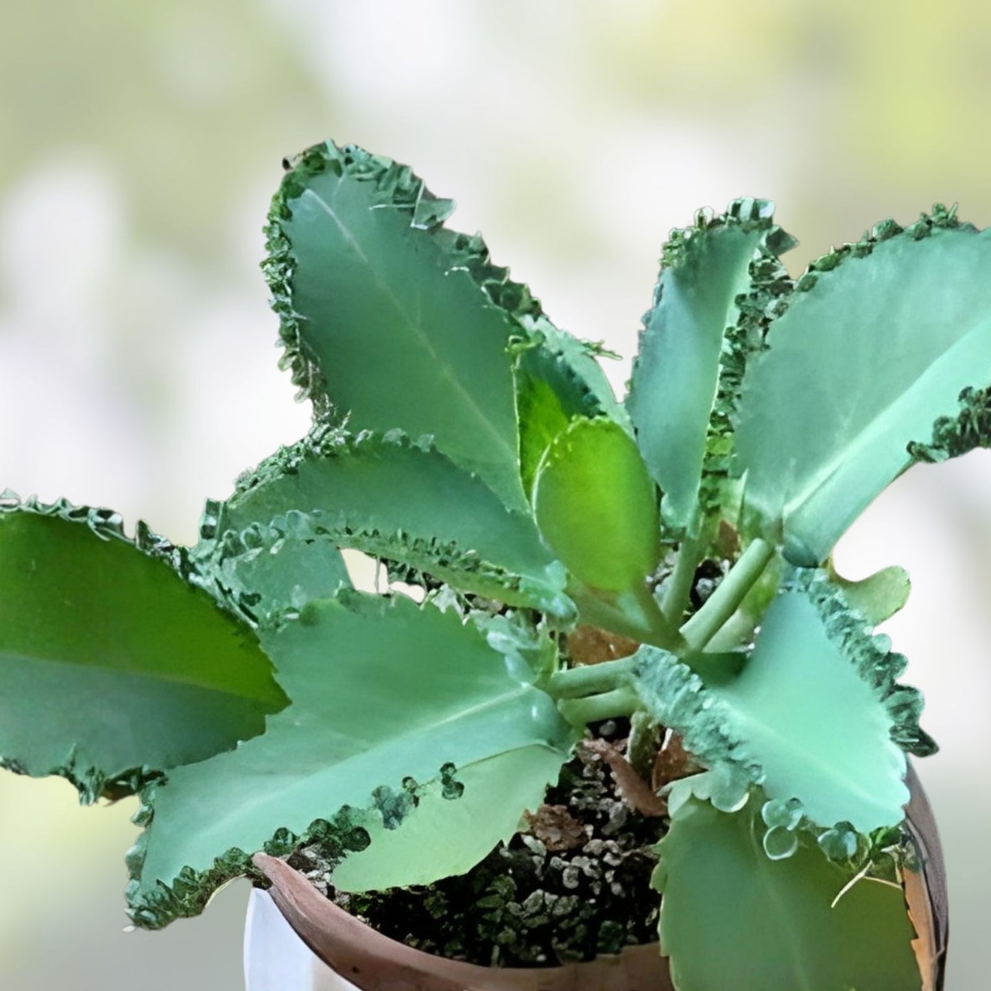 Mother of Thousands Plant with 30 Pups, Kalanchoe daigremontiana, Succulent for Indoor Garden, Houseplant, Easy Care, Unique Foliage
