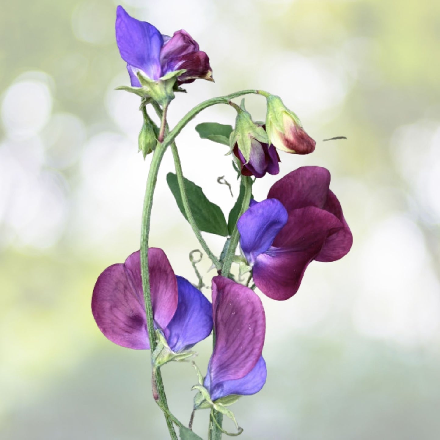 Dwarf Sweet Pea Seeds - 20+ BIJOU Royal Mix Heirloom Wildflowers - Lathyrus odoratus