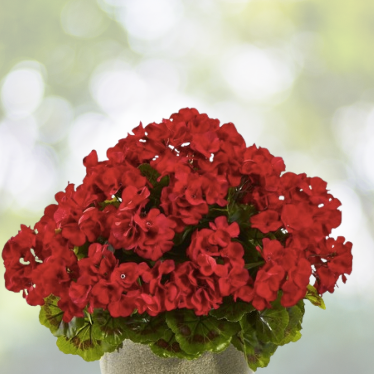 Geranium Cuttings 5x6" Hardy Fragrant Big Red Flowers Pelargonium hortorum
