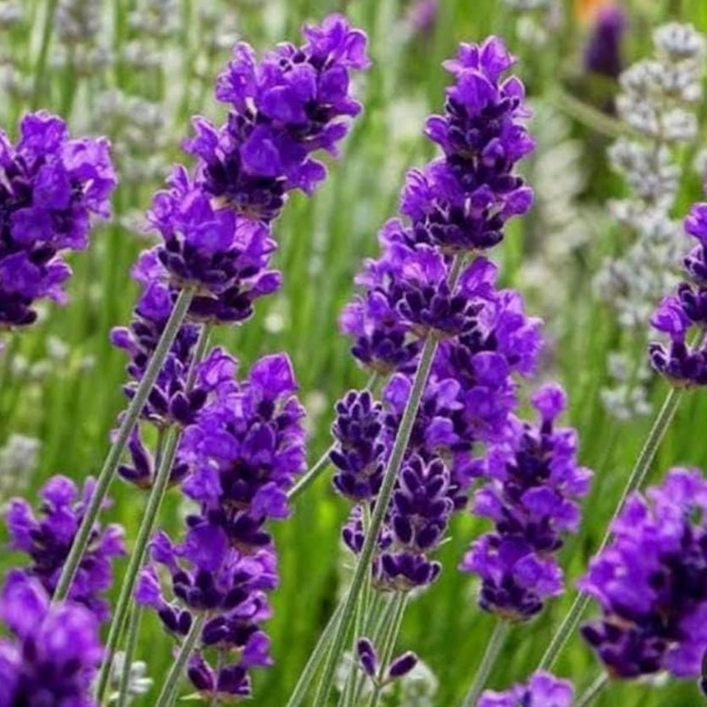 English Lavender Seeds 150 Pack - Purple Flower Herb, Lavandula angustifolia, for Planting and Garden Growth