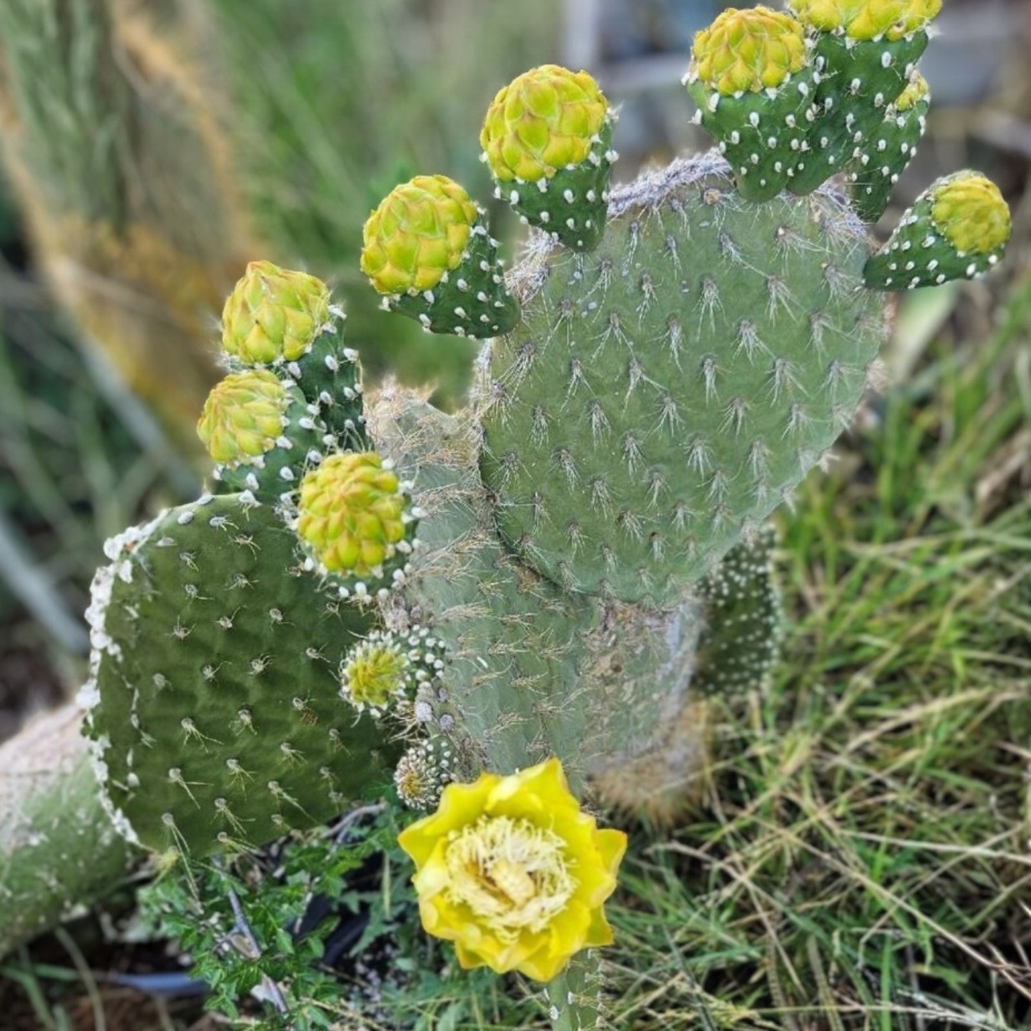 Opuntia Megasperma Var. Orientalis Cactus Plant with Colored Flowers - Galapagos Cactus Succulent