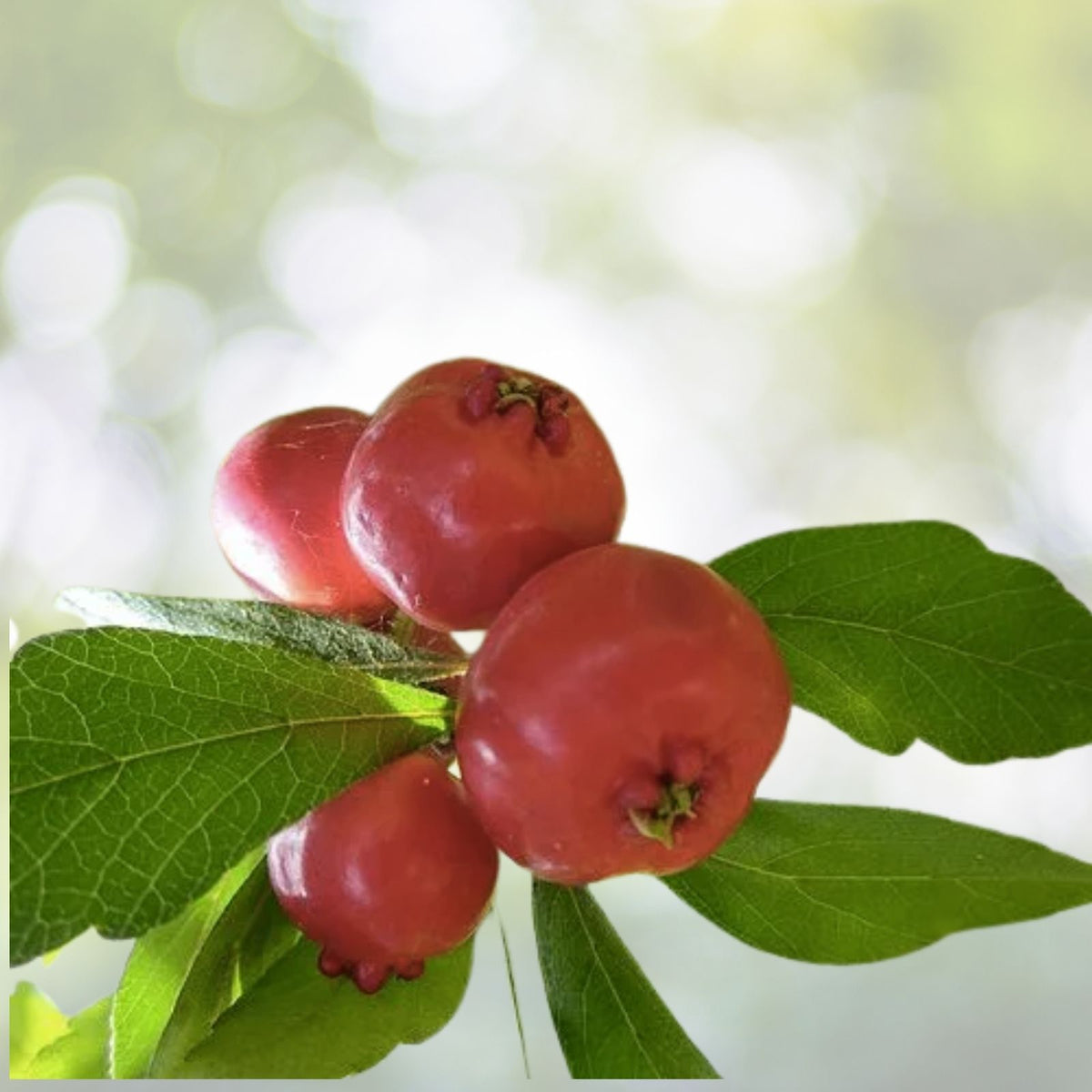 Heirloom Mayhaw Fruit Trees 2-Pack, 6" Red Seedlings, Crataegus aestivalis, Bare Root, USA Grown