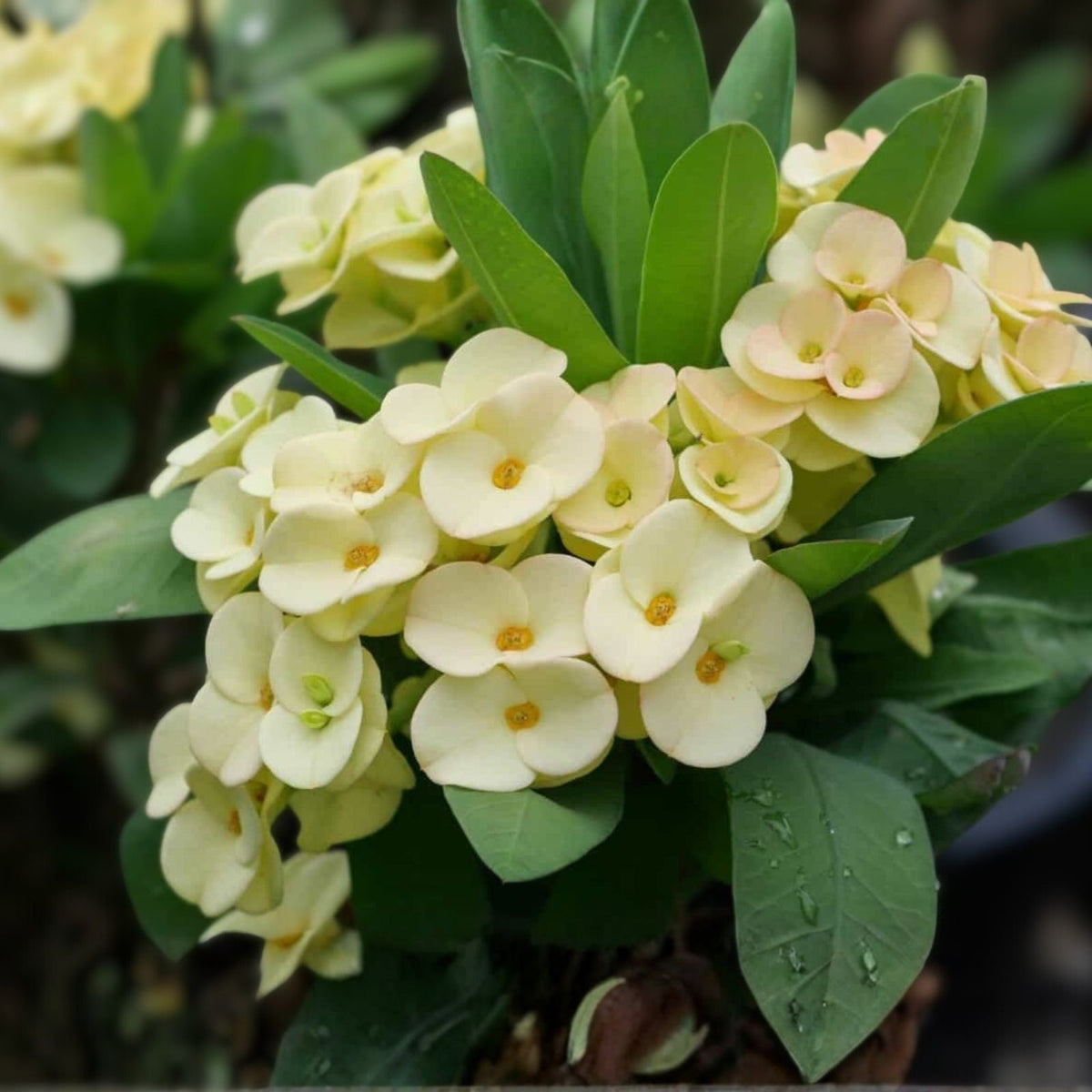 Large White Crown of Thorns Cutting, Euphorbia milii, Indoor Plant Propagation, No Roots, Succulent Plant, Live Plant Cutting