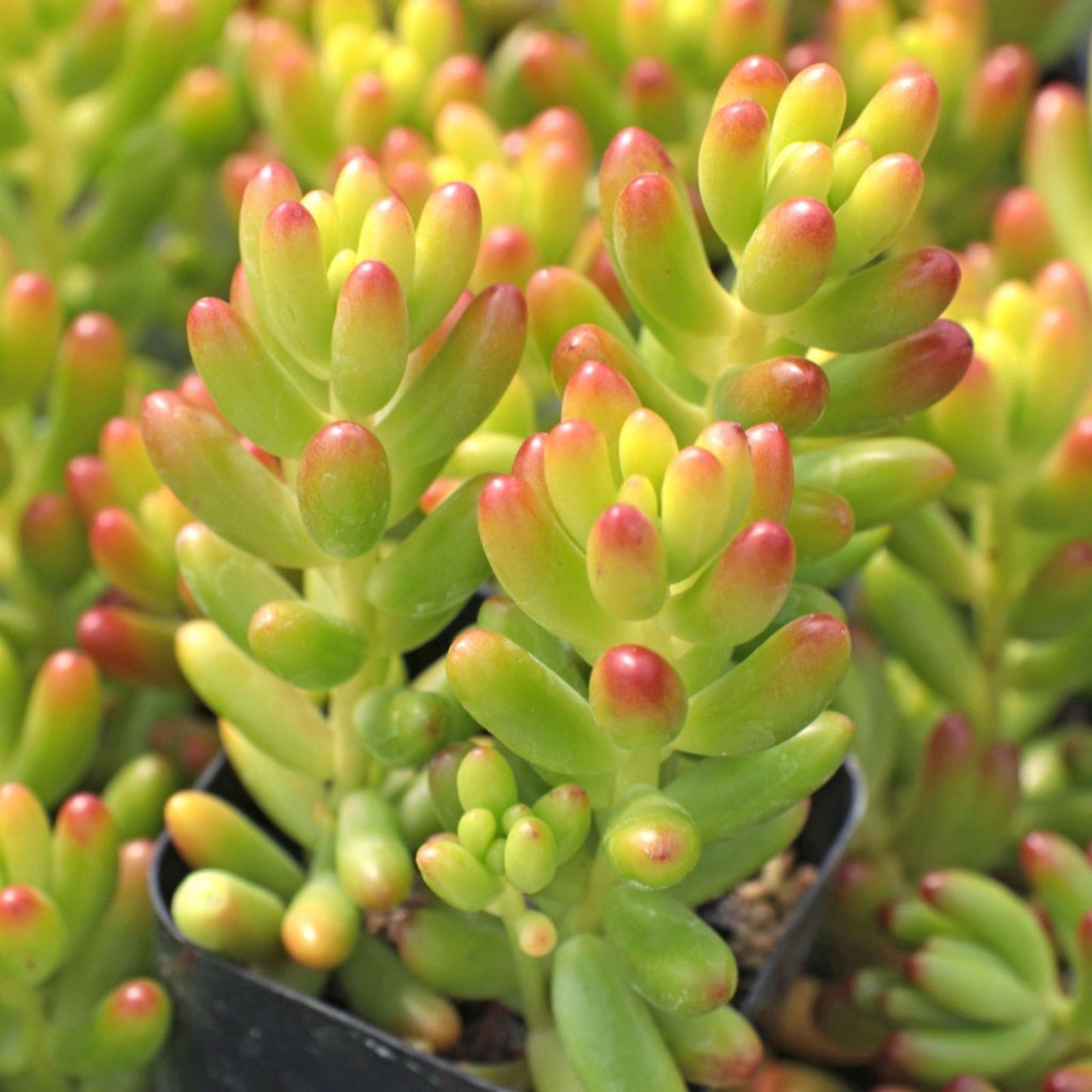 Rare Sedum Rubrotinctum Jelly Bean Succulent Cutting | Unrooted Live Plant | Healthy Houseplant | Green and Red Foliage