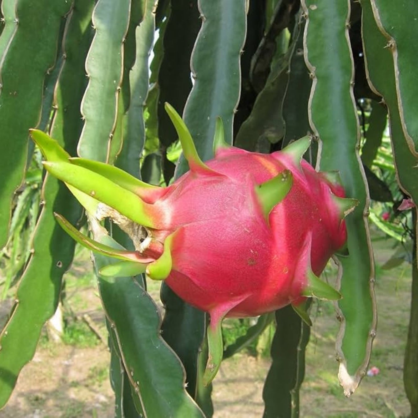 Dragon Fruit Cuttings 8-14 Inches | Hylocereus Undatus | Fresh Plant Propagation Supplies