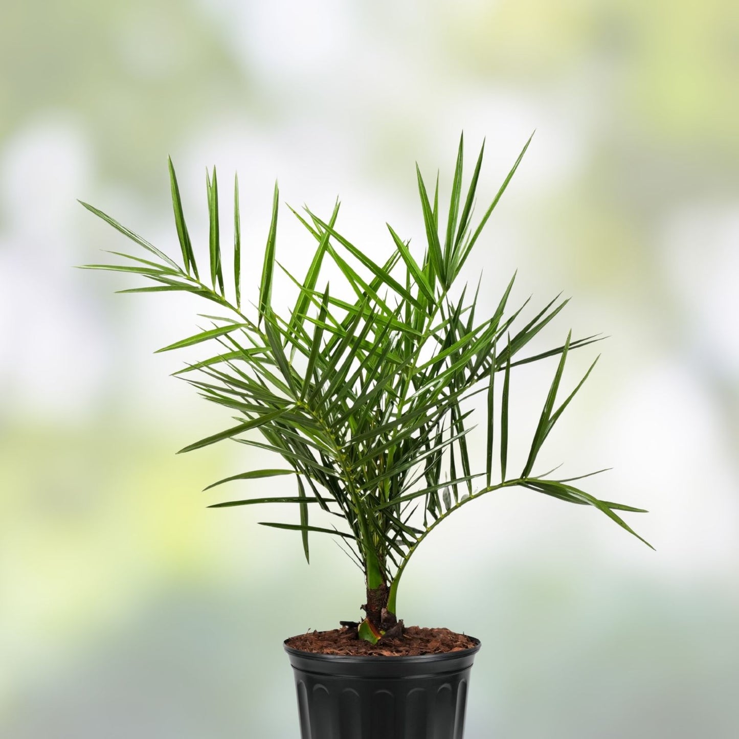 Phoenix Sylvestris Silver Date Palm Live Plant, 2+ Year Sapling, Hardy Indoor Outdoor Garden Landscape Tree