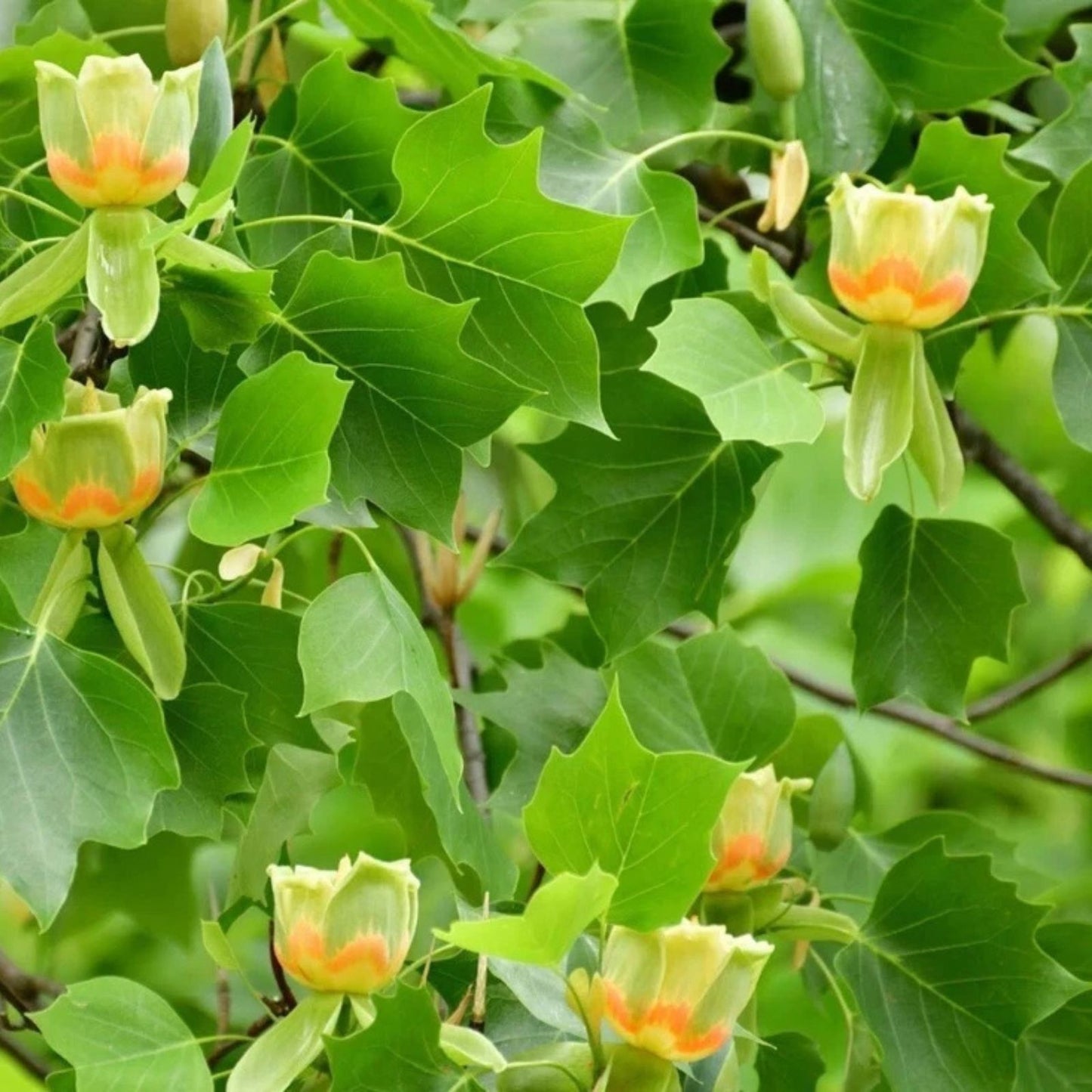 Tulip Poplar Live Tree Plant 16 24" Tall Deciduous Liriodendron Tulipifera Shade Garden Tree