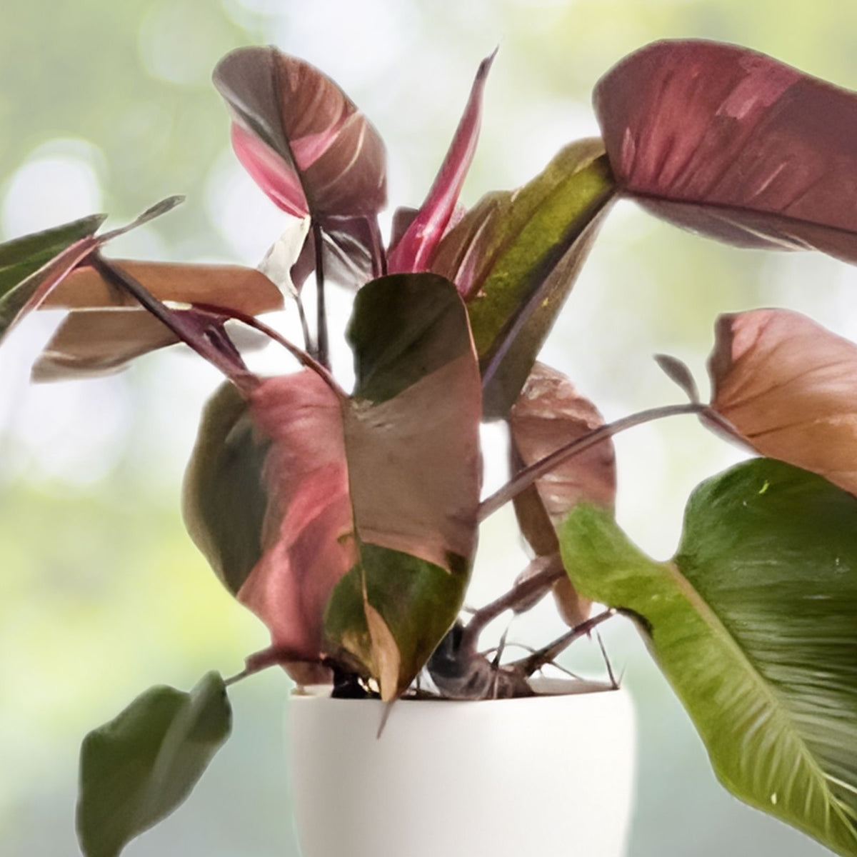 Philodendron Pink Princess 6" Variegated Plant - Philodendron erubescens - Tropical Black & Pink Leaves for Home Decor