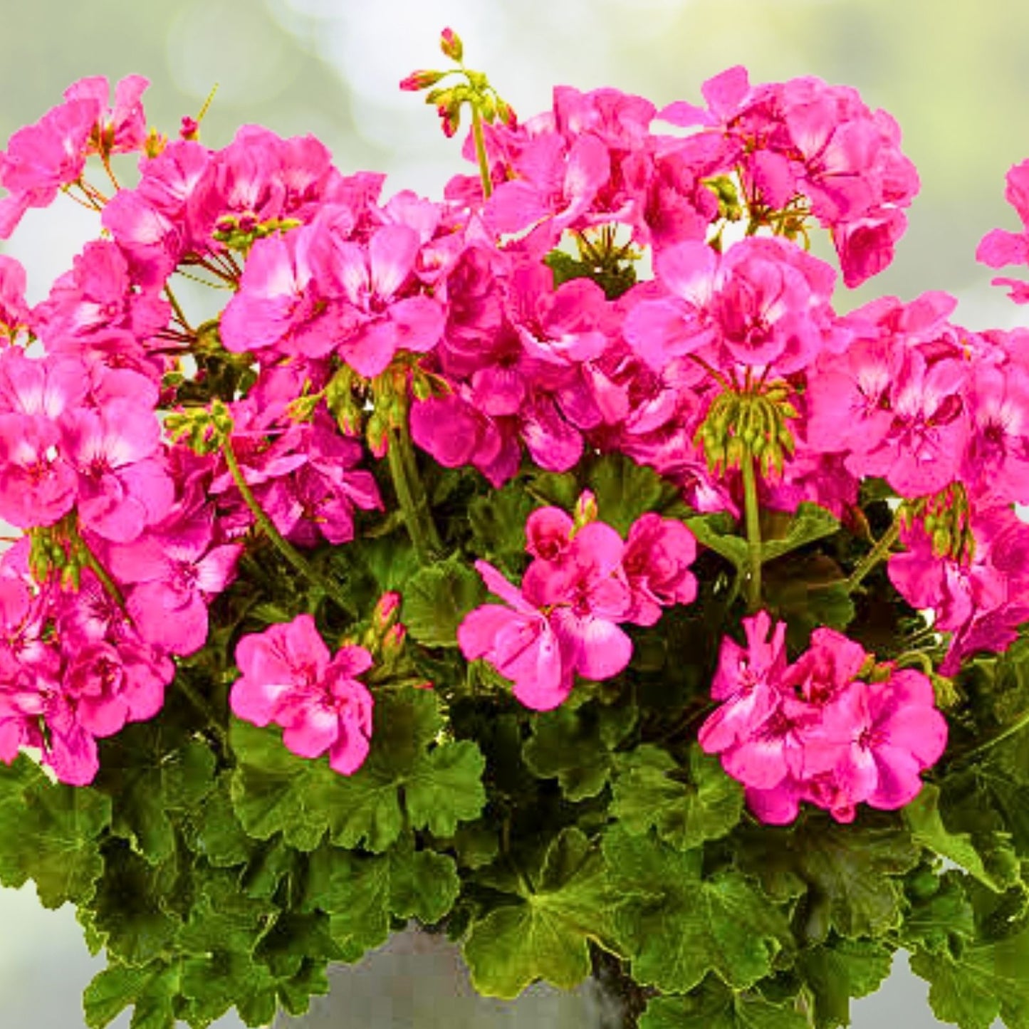 Fragrant Pink Flower Geranium Cuttings - 3 Rooting Cuttings - Pelargonium spp. - Perfect for Grafting and Planting