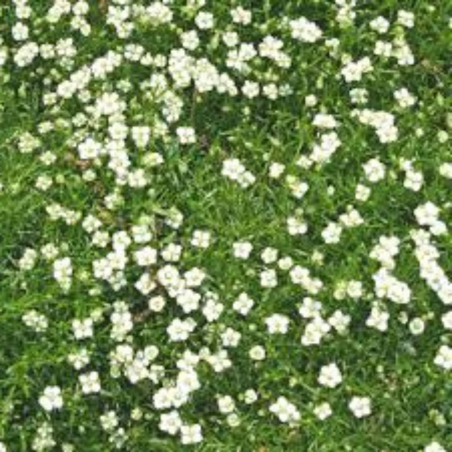 Irish Moss Seeds for Planting - 100g Ground Cover - Attractive Cotula spp. - Low Maintenance, Evergreen, Garden Groundcover