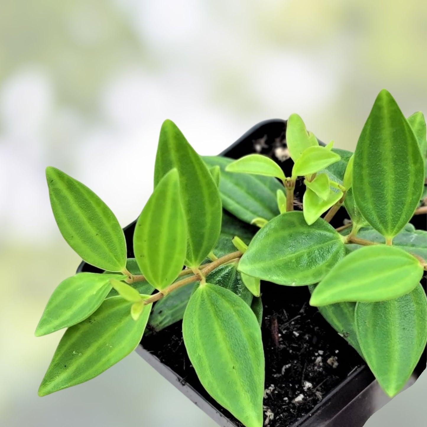 Peperomia Angulata 'Funky Frog' Rooted Cuttings | Unique Green Leaves Indoor Plant | Houseplant, Easy Care