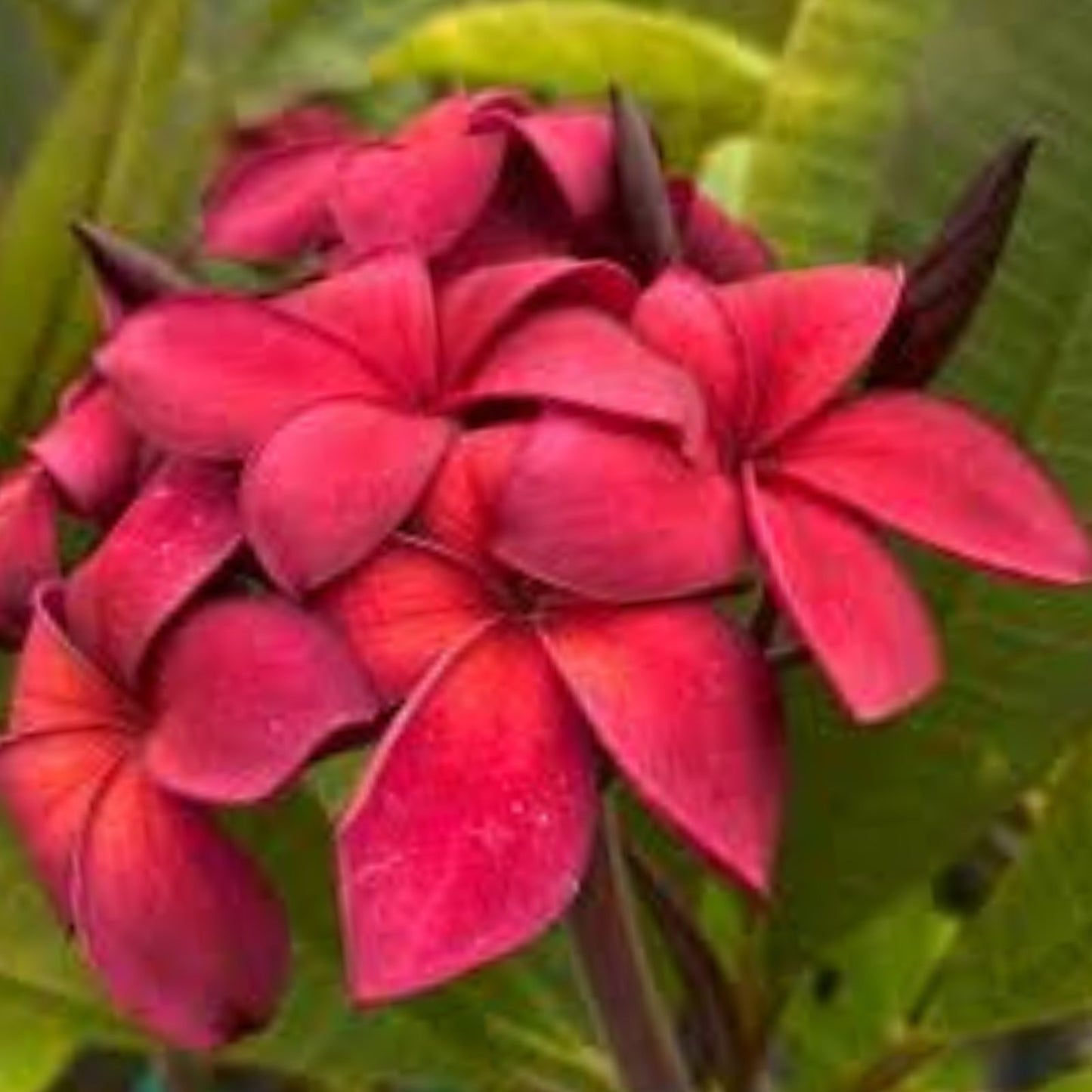 Hawaiian Regal Plumeria Plant 10" Velvet Red Pink Frangipani, Tropical Garden, Plumeria rubra