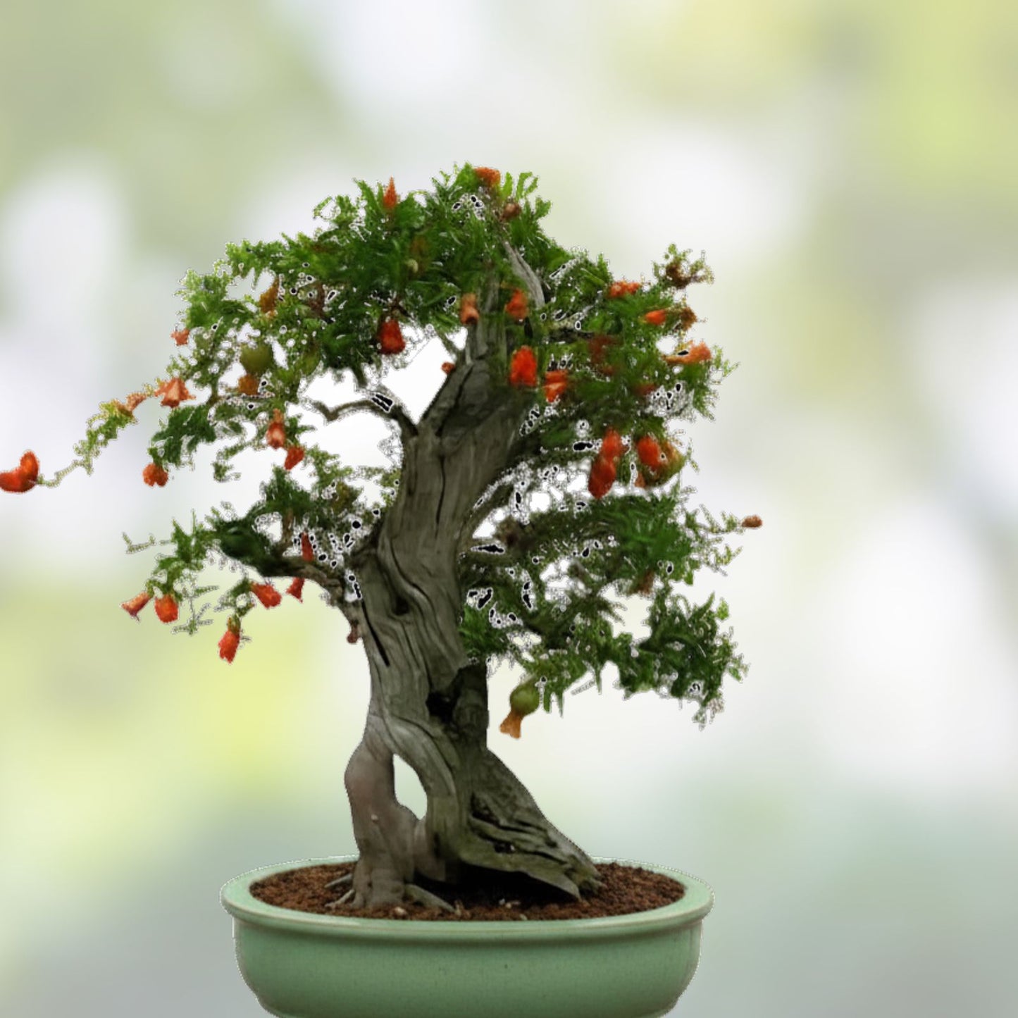Dwarf Pomegranate Bonsai Seeds 25 Pack Edible Fruit Indoor Garden Planting Kit Punica granatum Starter Plant