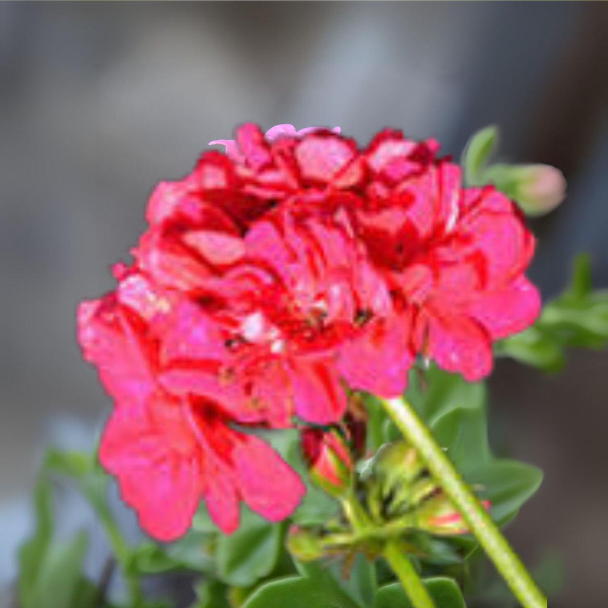 Hot Pink Pelargonium Peltatum Ivy Geranium Live Plant Starter Cuttings 6" x 6"