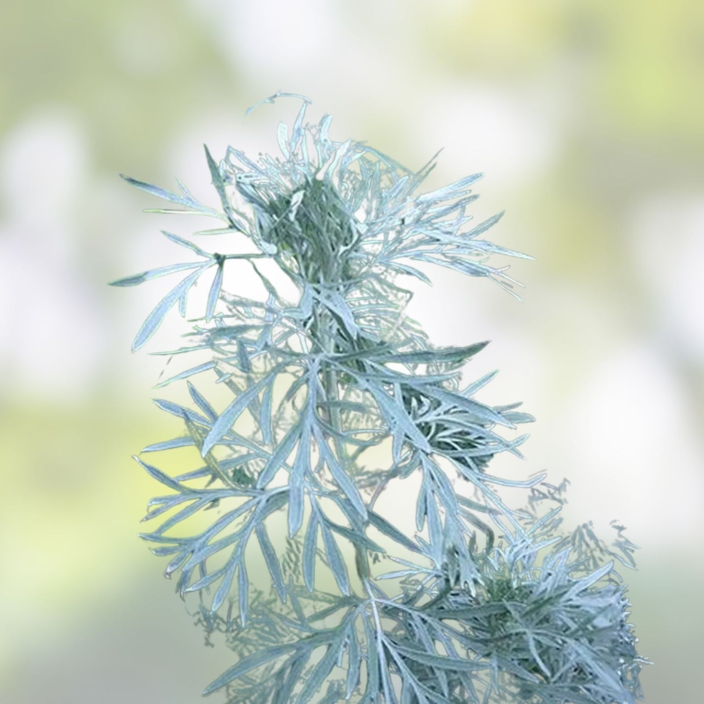 Absinthe Plant Seeds 100 Count, Common Wormwood, Artemisia Absinthium, Herb Gardening, Perennial Plant, Culinary & Medicinal Use