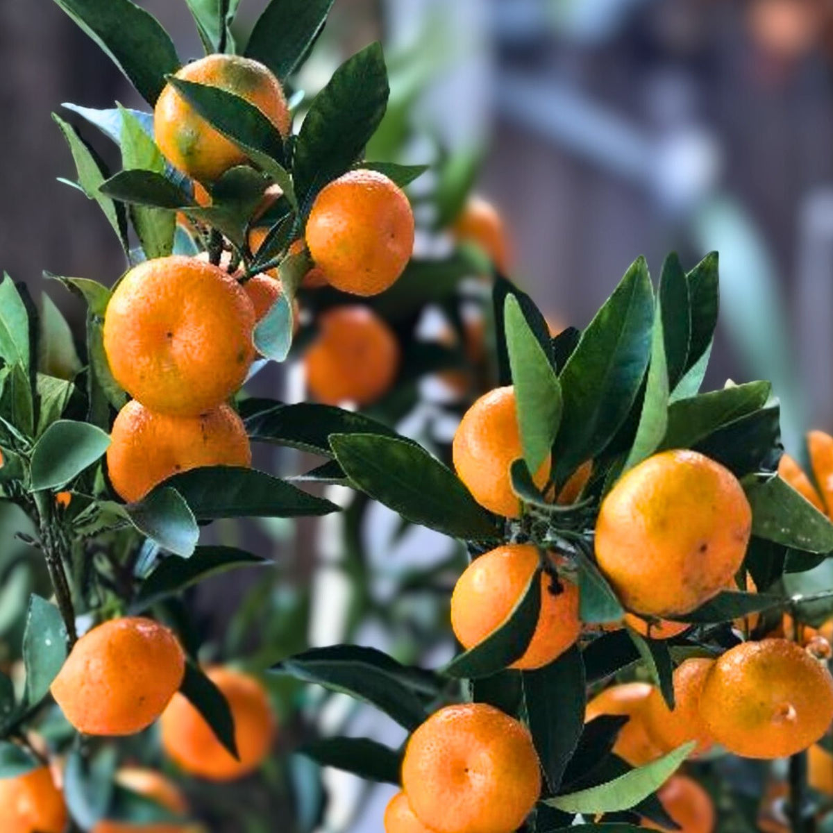 Kishu Seedless Mandarin Tree - 5 Gallon - Citrus reticulata - Fruiting Citrus Plant for Home Garden