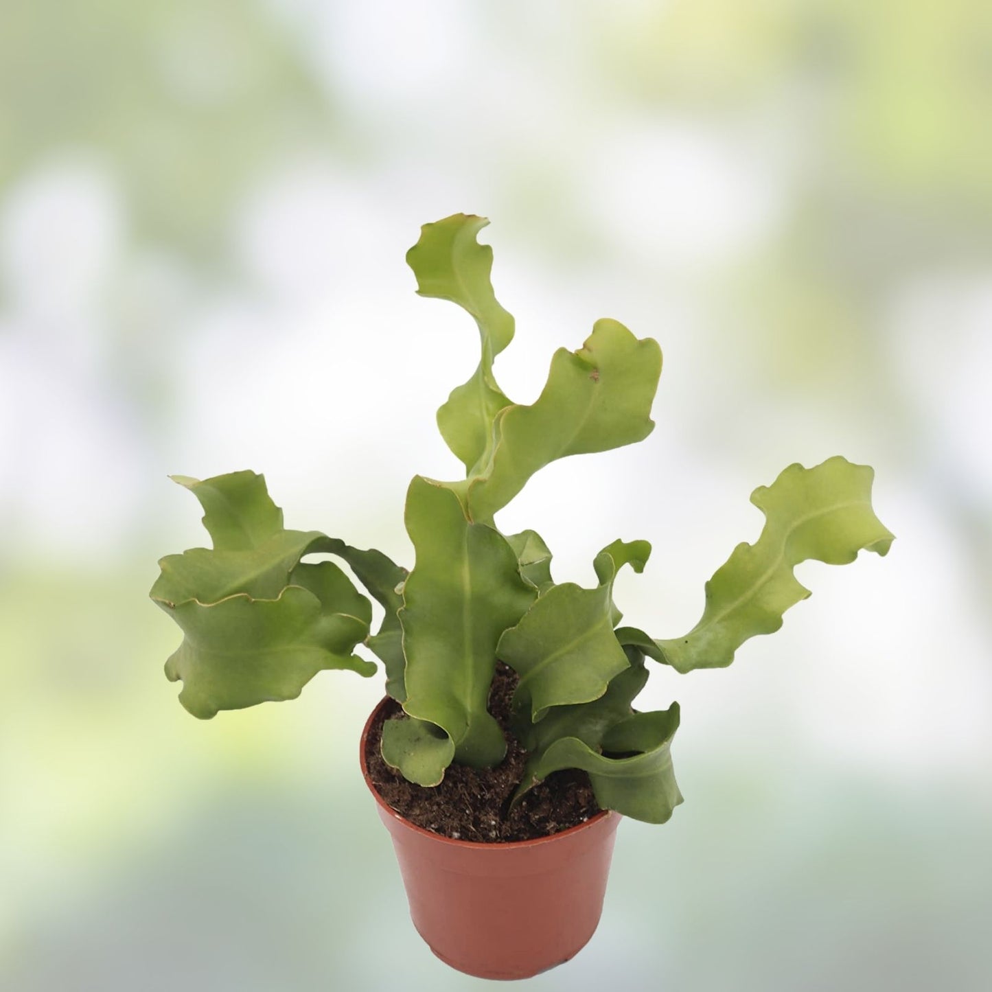 Epiphyllum Orchid Cactus Succulents – 2 Frances C Varieties – Unique Indoor Houseplants – Easy Care Epiphyllum Hybrid