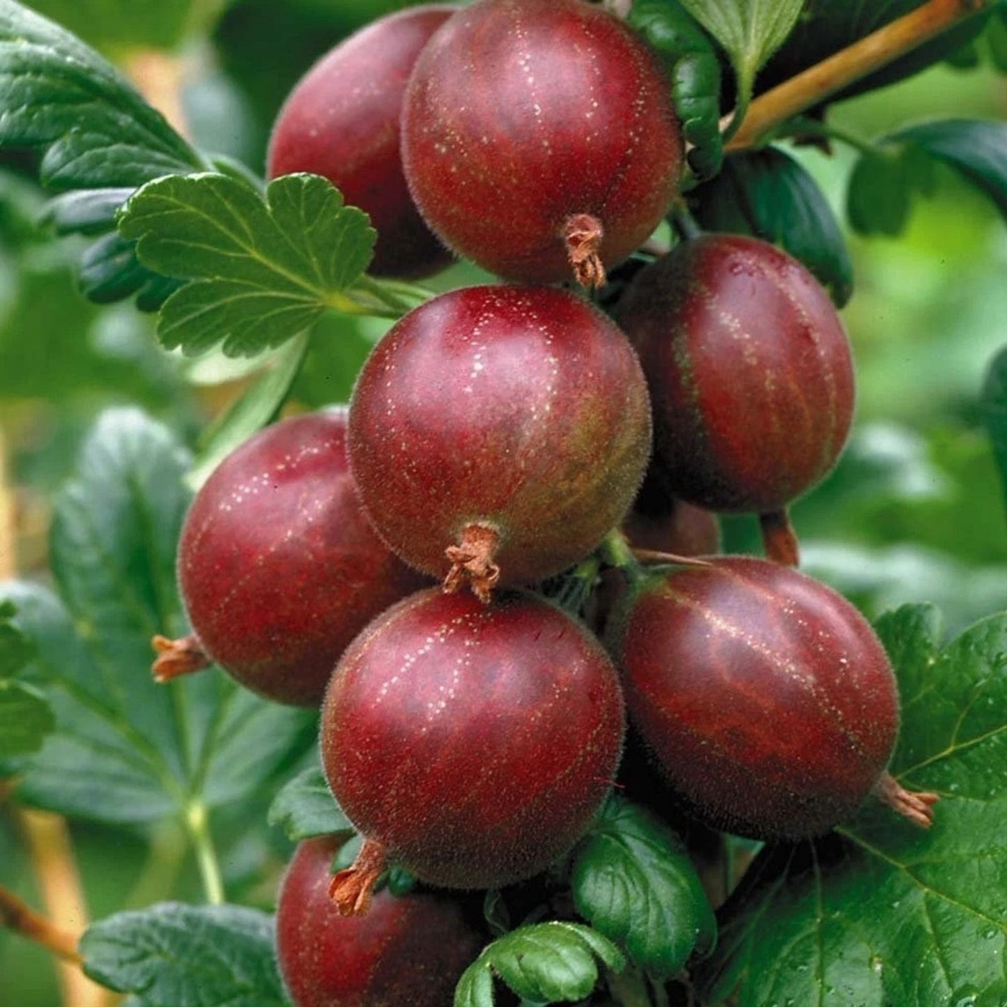 Hinnonmaki Red Gooseberry Starter Plant – Superfood Berry for Zones 3-8 – Ribes uva-crispa