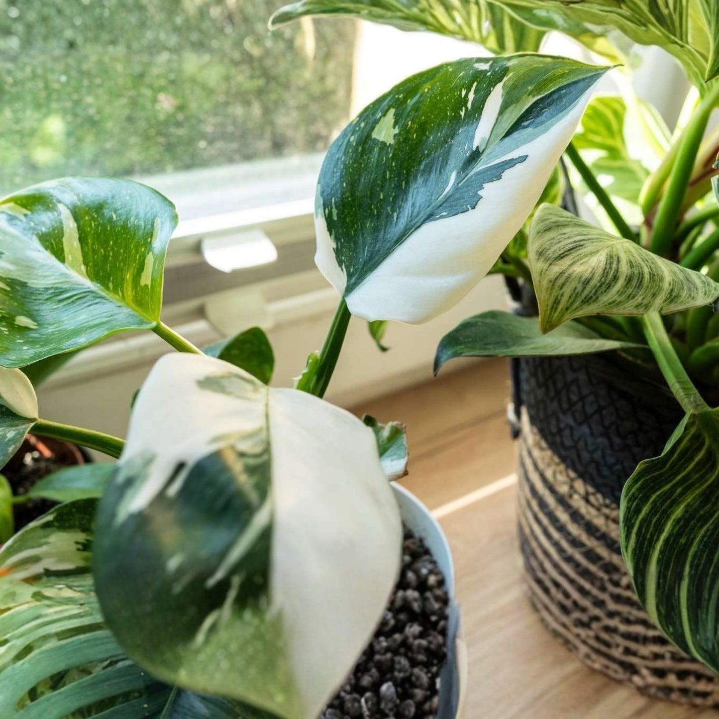 Philodendron Cutting with 1 Leaf/Node, White Princess Variety, Extra Included, Philodendron erubescens, Live Plant, Houseplant
