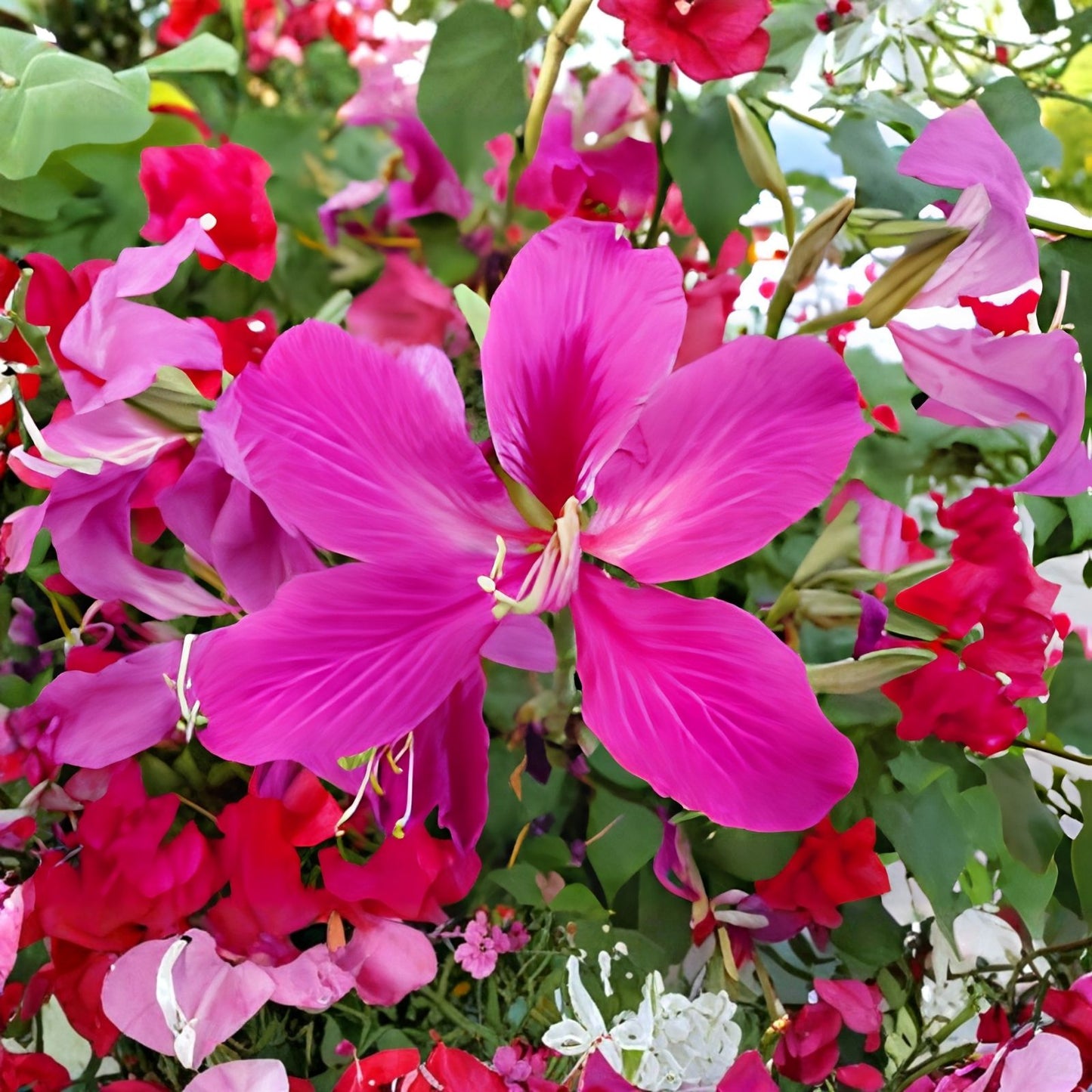 Orchid Tree Seeds 10 Count - Butterfly Tree - Bauhinia purpurea - Ornamental Flowering Plant Seeds