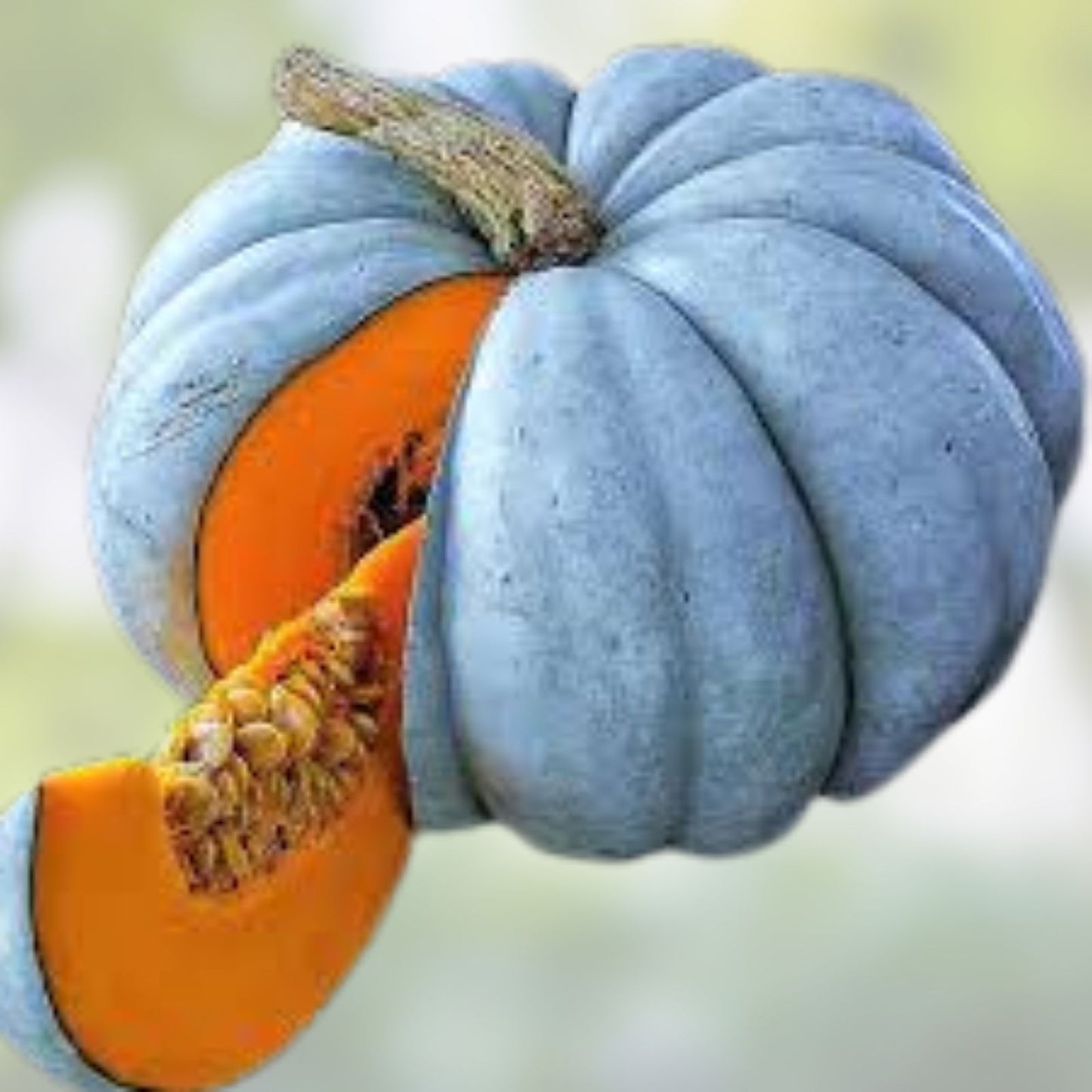 Jarrahdale Blue Pumpkin Seeds - 10 Pack - Organic USA Heirloom Variety for Home Gardening