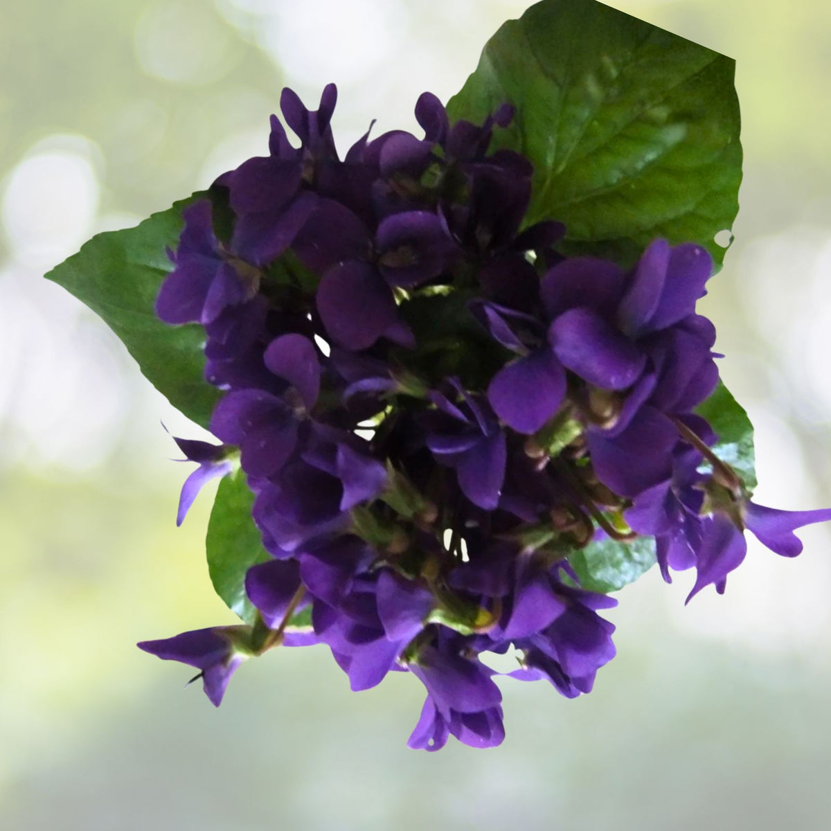 Purple Wild Violet Rhizomes 60+ Organic Bareroot Viola Perennial Edible Plant