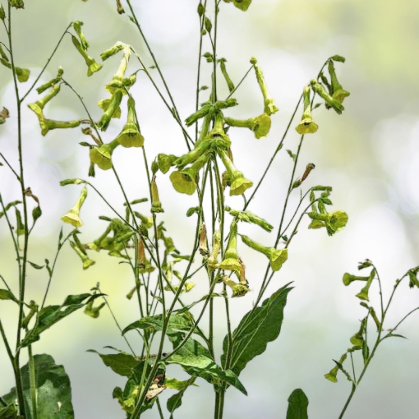 Organic Lemon Tree Tobacco Seeds - 100+ Pack - Nicotiana L. - Heirloom Variety - Free Shipping