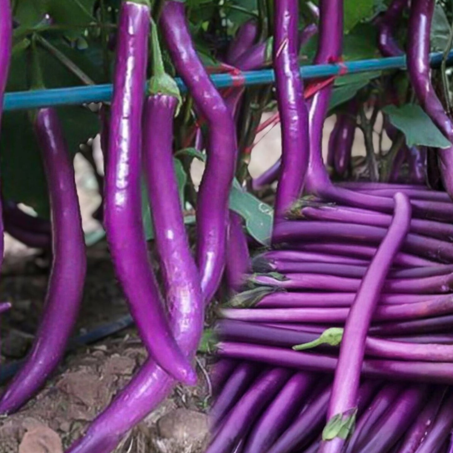 Heirloom Eggplant Seeds Long Purple Variety Non-GMO 50+ Seeds Solanum melongena for Garden Planting
