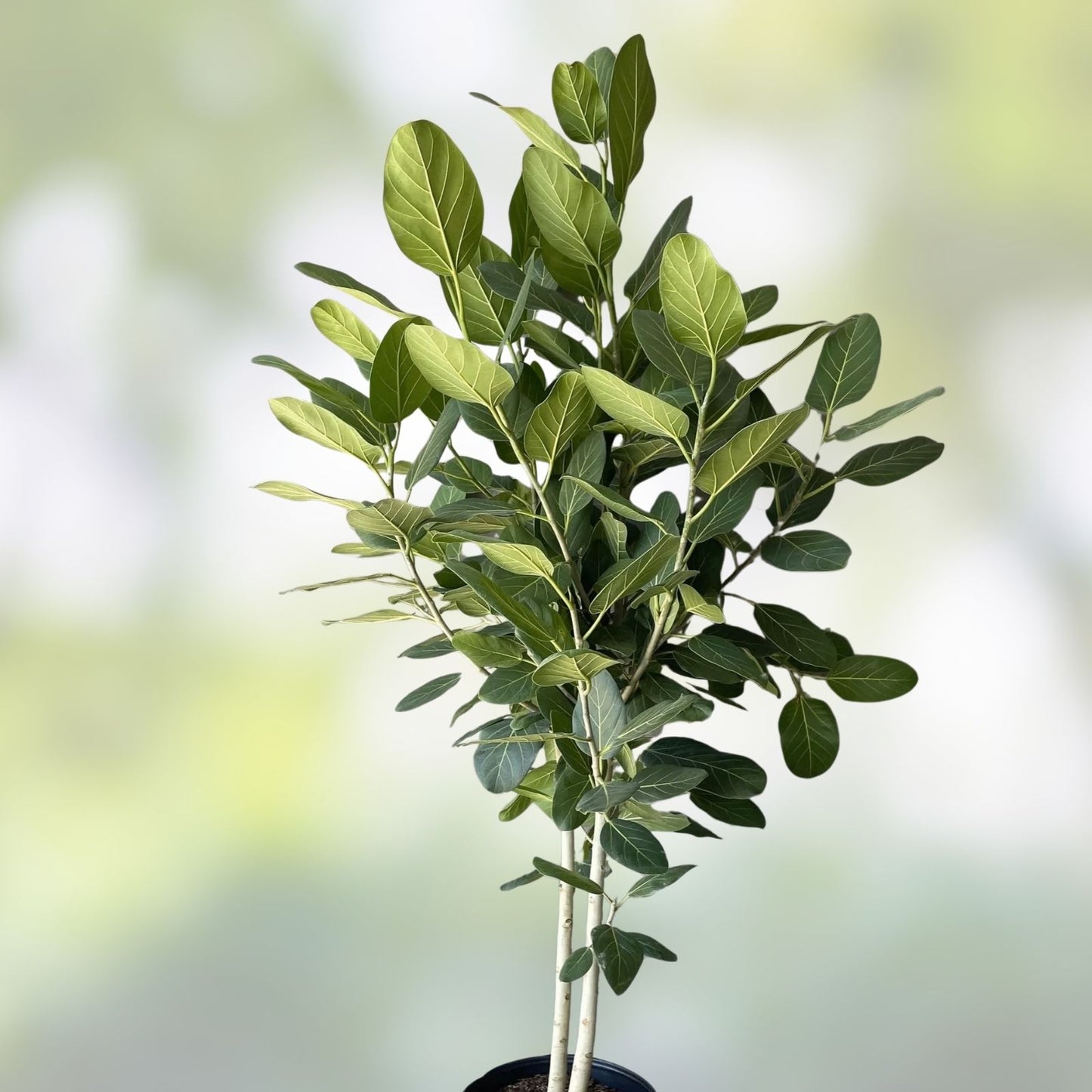 Ficus Cuttings | Banyan Tree Propagation | Ficus benghalensis | Fresh Live Plant Cuttings for Rooting