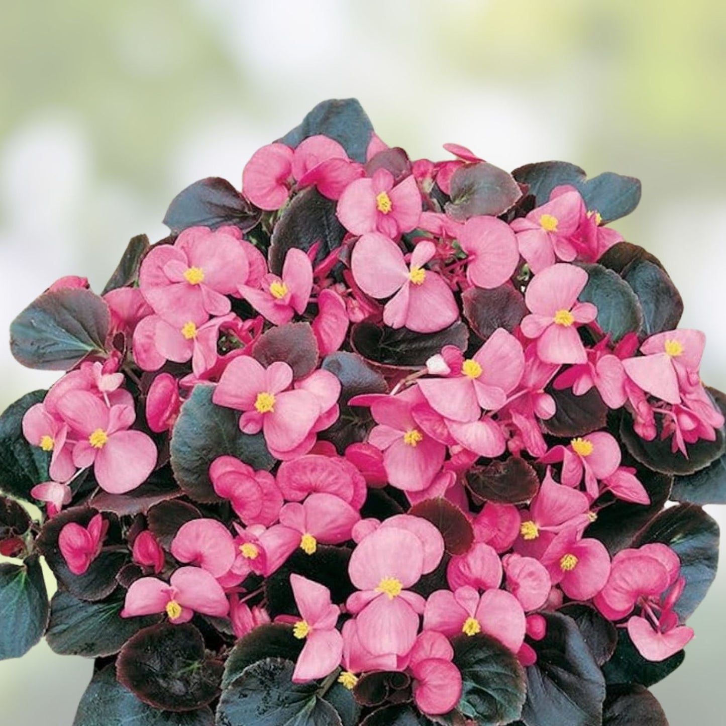 Live Pink Begonias Plant – Easy Care with Stunning Pink Blooms – Begonia spp.