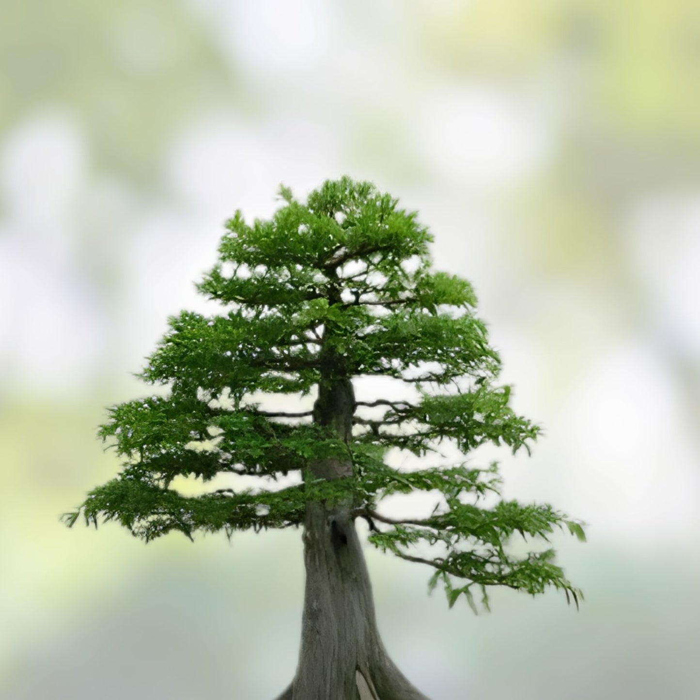 Bald Cypress Bonsai Seeds - 10 Pack - Exotic Tree Seeds - Taxodium distichum - Live Plant Growing Kit