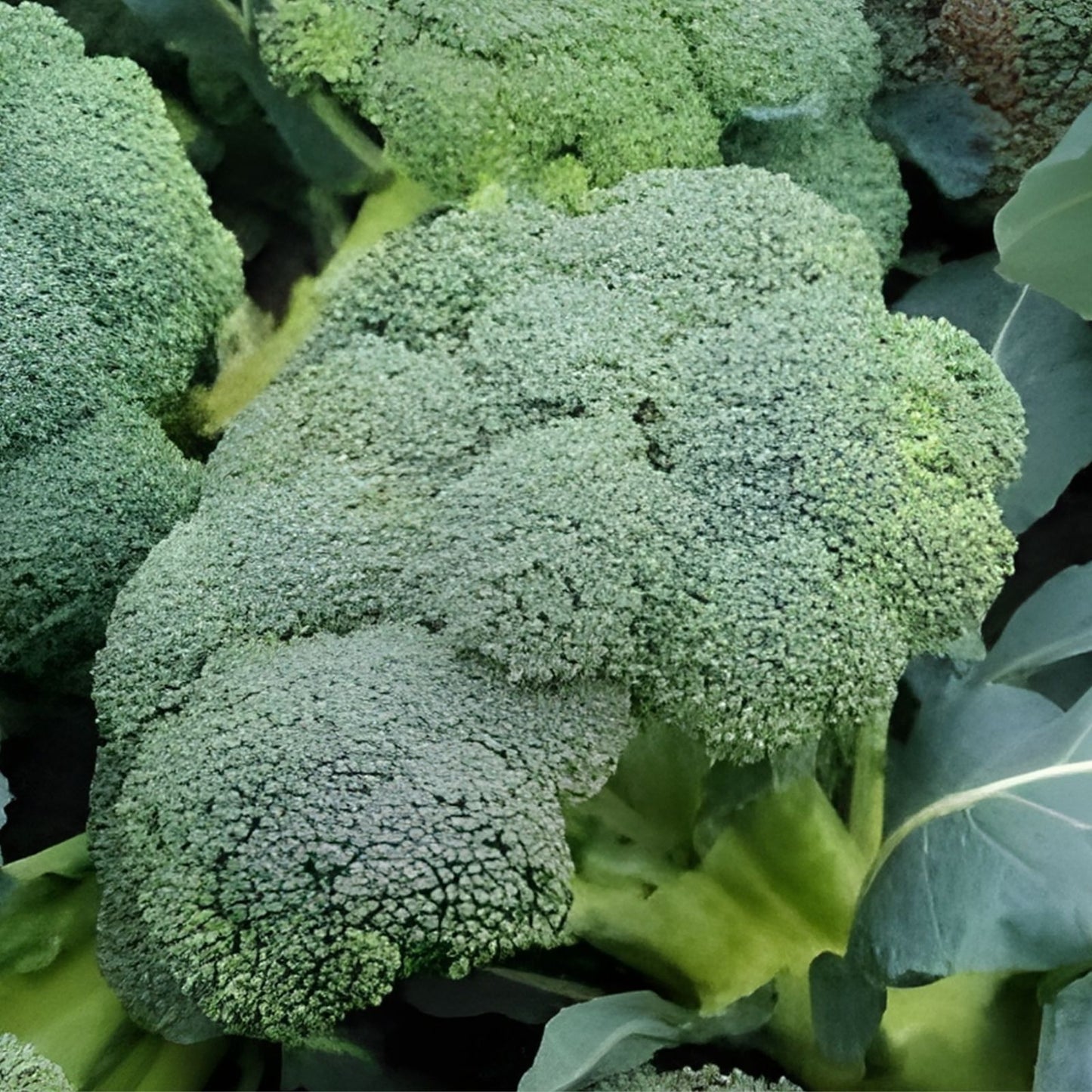 Broccoli Seeds 500+ Heirloom Waltham 29 | Organic Brassica oleracea Vegetable Seeds for Gardening