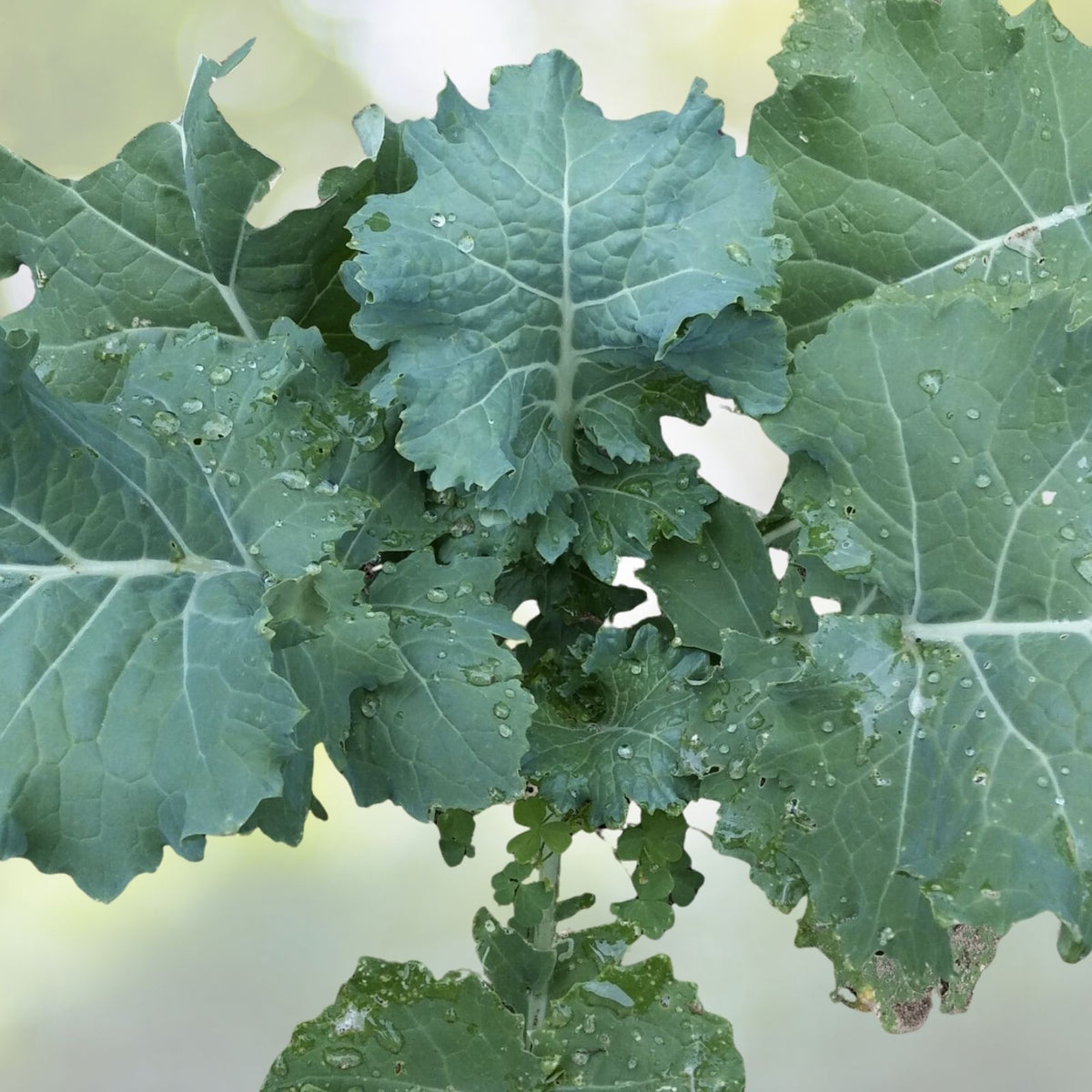 White Russian Kale Seeds - Heirloom NON-GMO - Brassica oleracea - Fresh Garden Seeds for Home Gardening