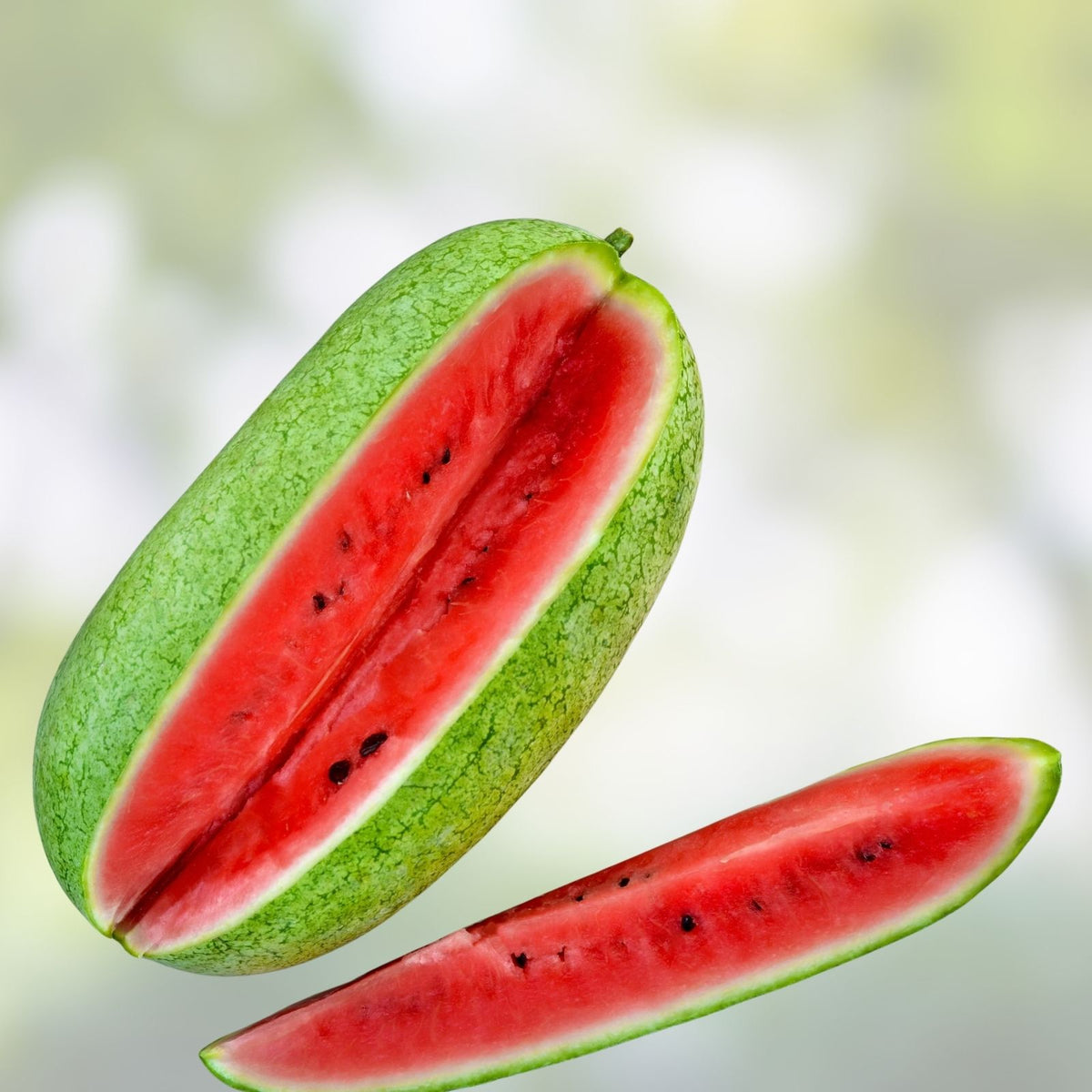 Watermelon Seeds 500 Count Charleston Grey Heirloom Variety Citrullus lanatus for Gardening and Planting
