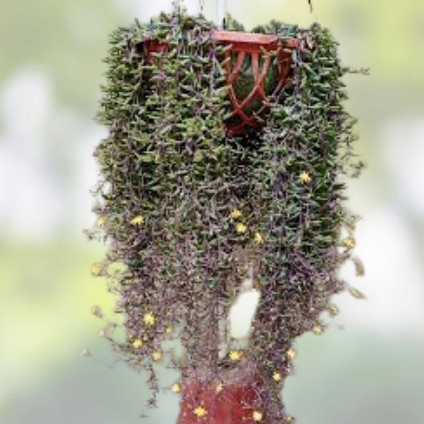 Othonna capensis Ruby Necklace Succulent Cuttings 15 Pieces - Colorful, Unique Succulents for Plant Lovers