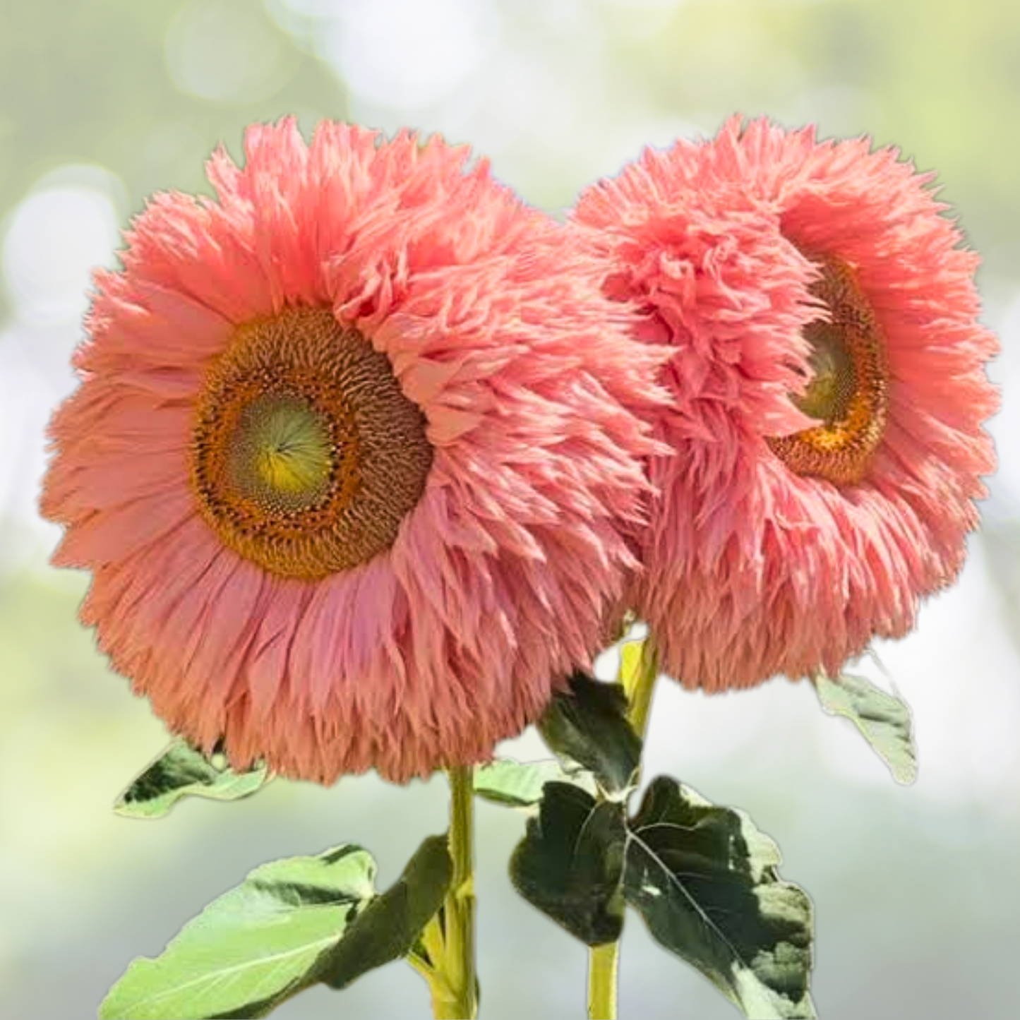 50pcs Pink Giant Teddy Bear Sunflower Seeds - Unique Fluffy Blooms - Helianthus annuus