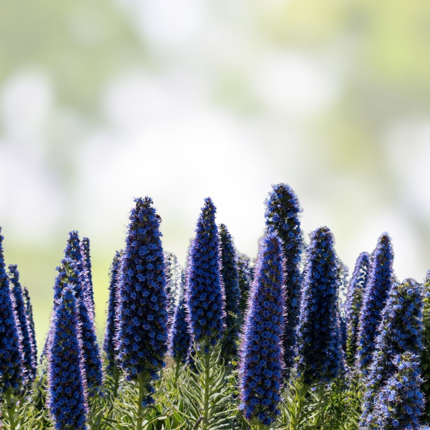 Pride of Madeira Seeds - 50 Purple Bugloss Seeds for Garden Planting, Echium fastuosum, Flower Seeds, Easy to Grow, Free Shipping