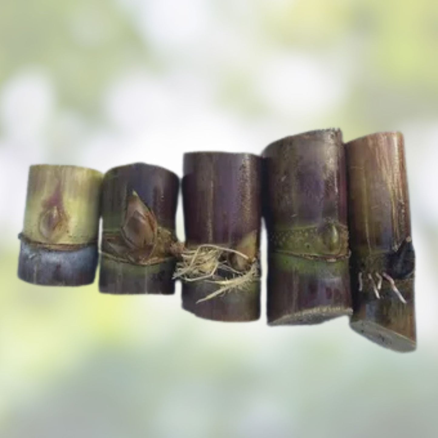 5pcs Rooted Sugarcane Cuttings | Sweet Juicy Tropical Live Plants | Saccharum officinarum