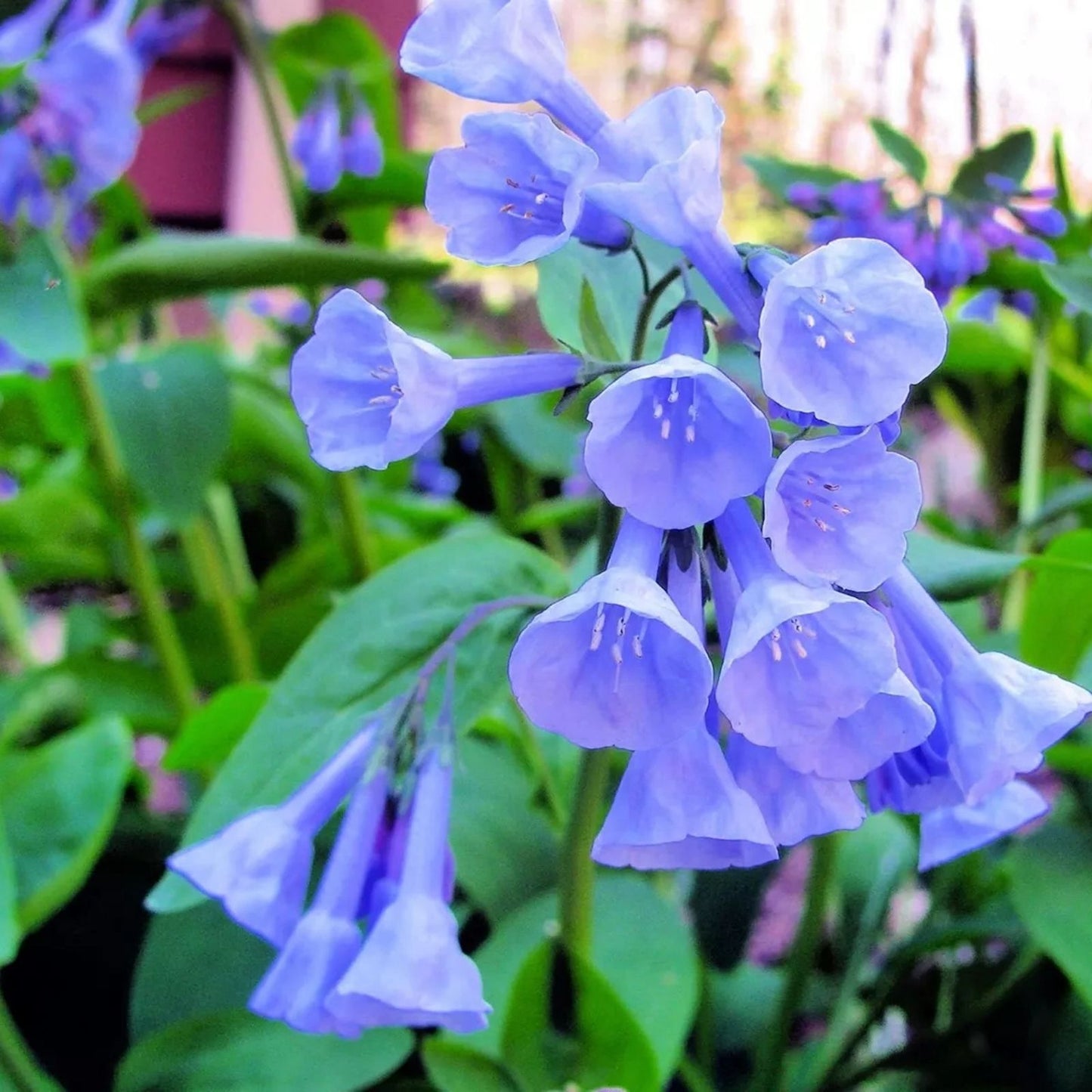 Virginia Bluebells Wildflower Seeds - 10 Seeds - Mertensia virginica - Native Perennial Flower Seeds for Garden Planting