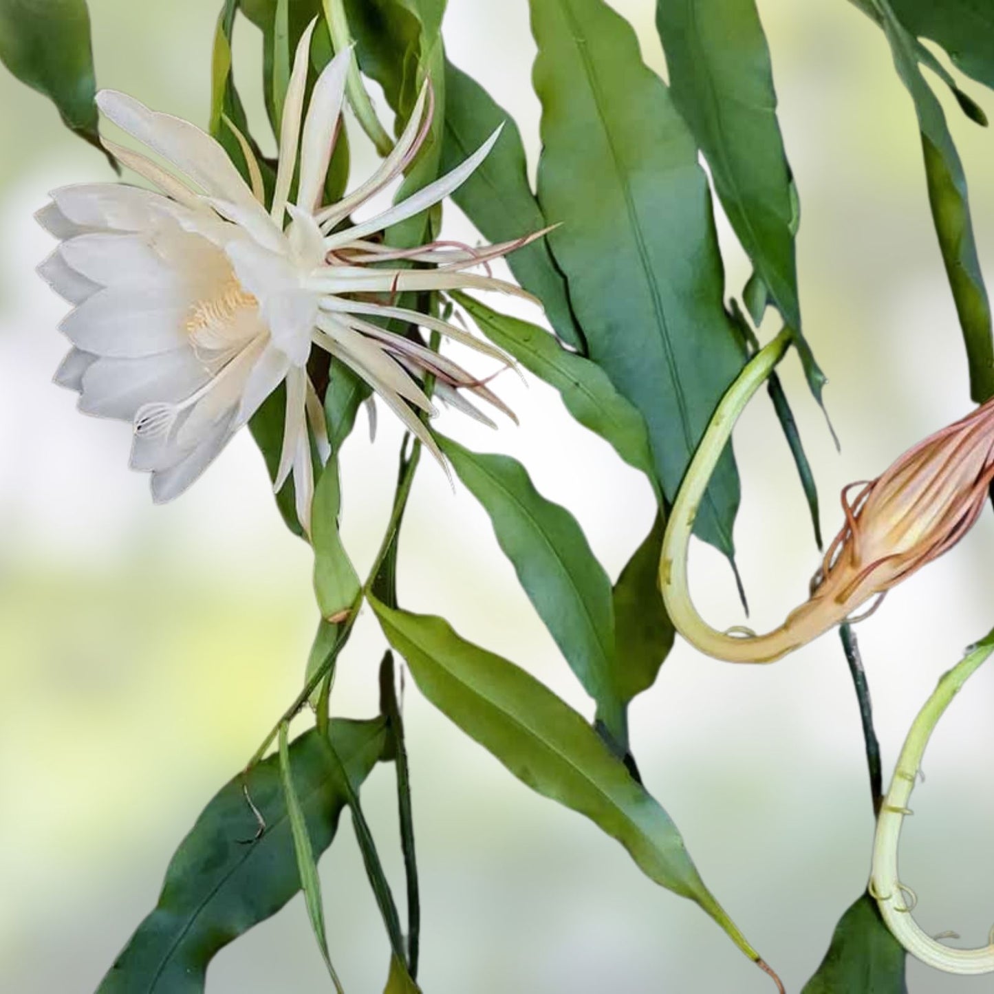Epiphyllum Orchid Cactus Succulent Plant - Clarity's Abraxas Variety - Unique Indoor Houseplant - Easy Care, Bright Blooms