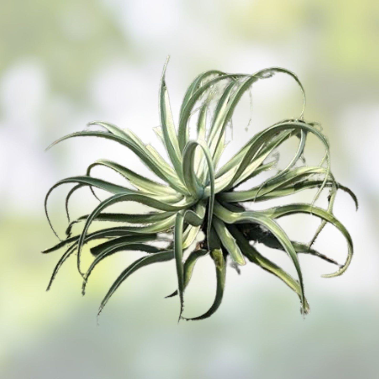 Agave Seed Mix 50 Seeds Varied Species for Gardening, Planting, Landscaping - Ships from Iowa