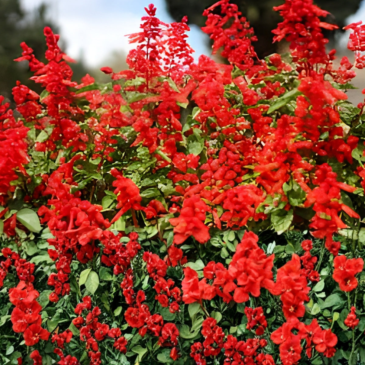 Red Sage Plant 4" Pot - Salvia Splendens, Scarlet Sage - Live Perennial Houseplant for Indoor/Outdoor Garden