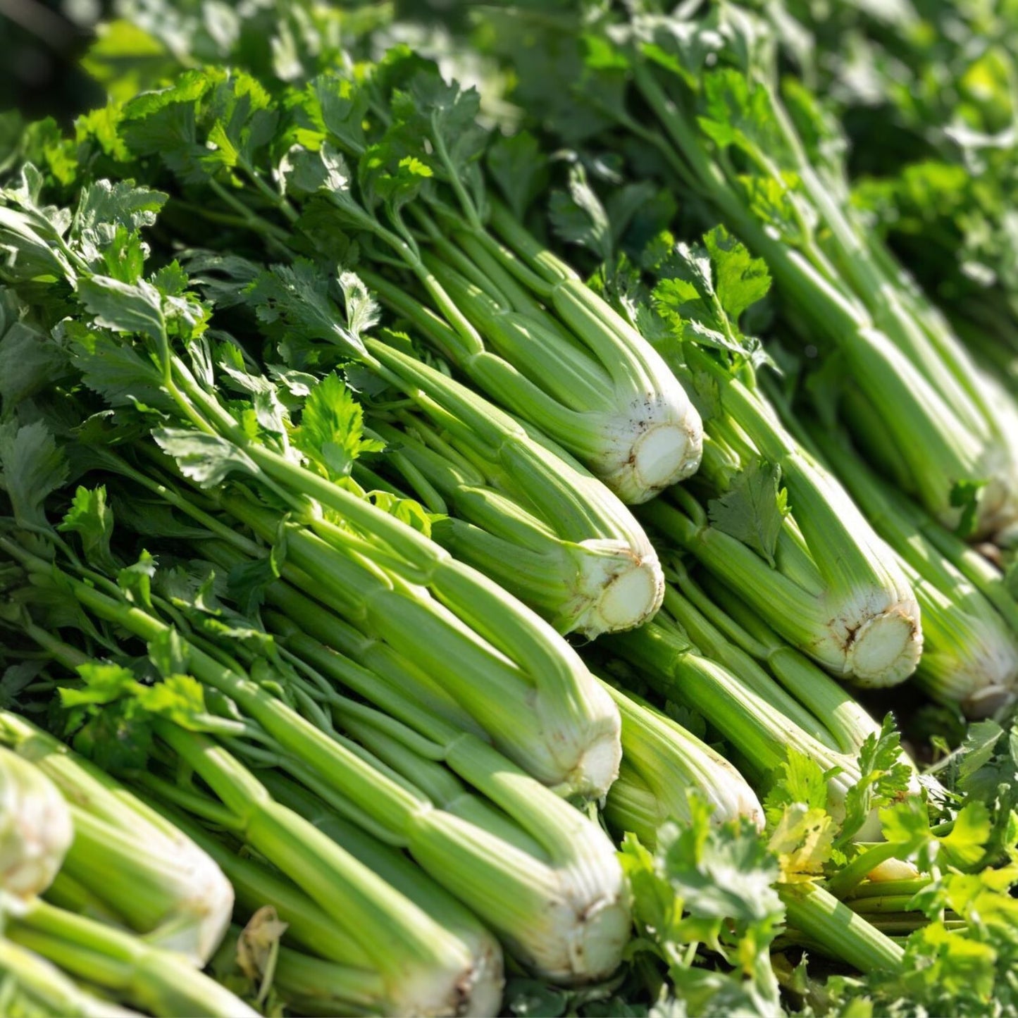 Celery Seeds 50 Non-GMO Utah Tall Heirloom Gardening Seeds Apium graveolens