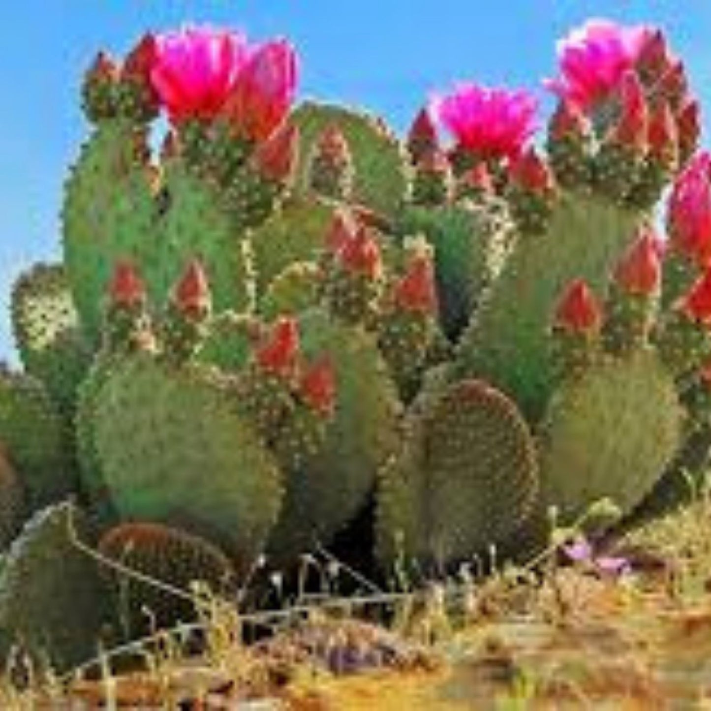 Giant Red Flower Burbank Spineless Opuntia Prickly Pear Cactus Pads Edible Nopal Variety