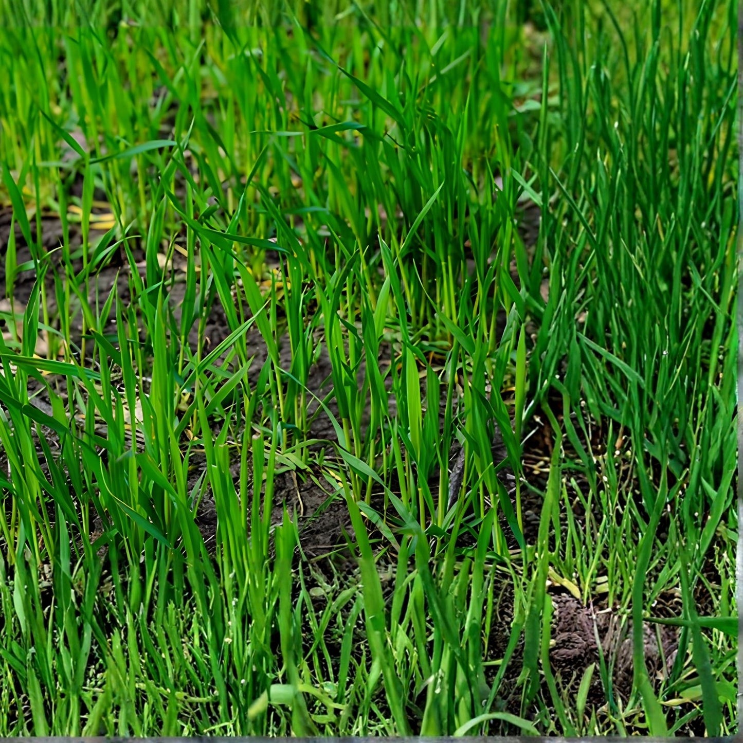 Deer Food Plots Seeds Peas and Oats Cover Crop Fast Growing Spring Planting Wildlife Habitat