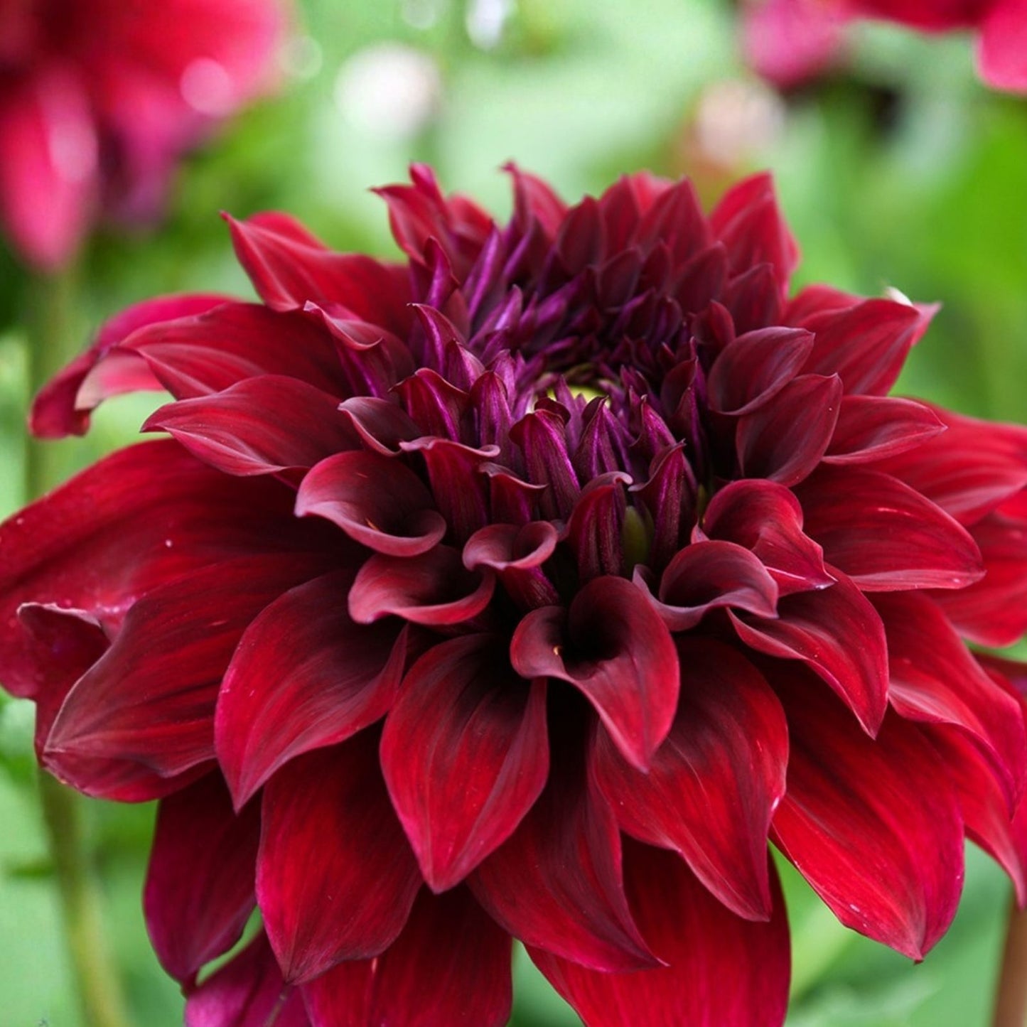 Dahlia Live Plant Tuber 8" Blooms Semi-Cactus Red Holly Huston Garden Flower for Home & Landscape