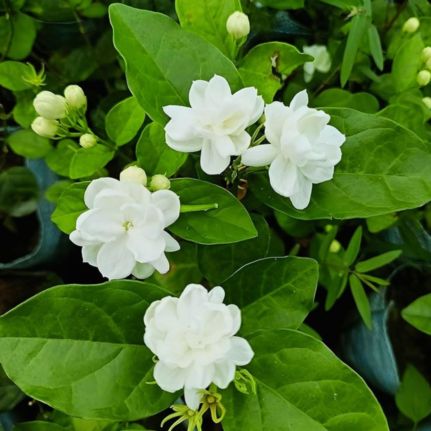Maid of Orleans Jasmine Starter Plant - Fragrant Jasminum sambac - Rooted Indoor/Outdoor Plant