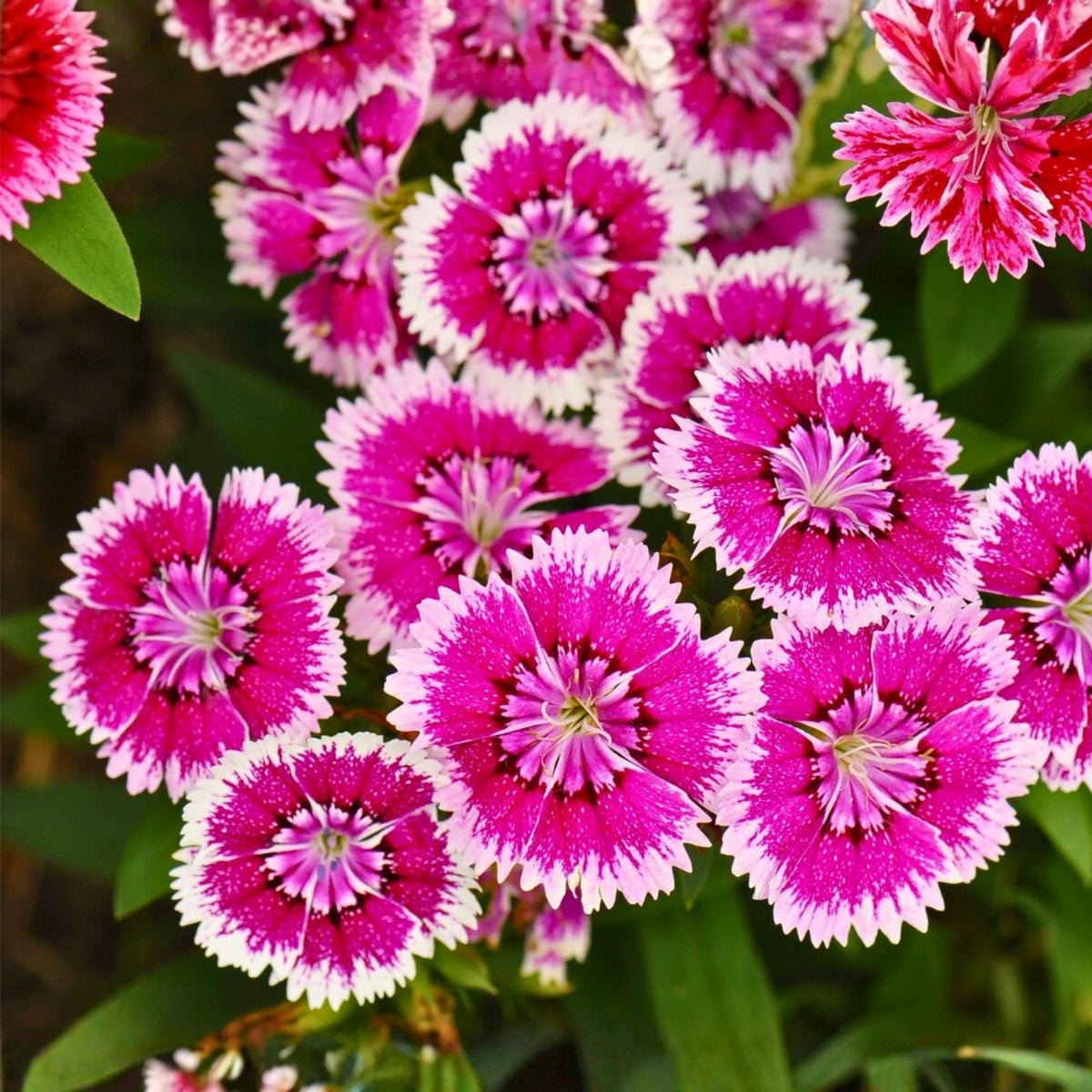 Dianthus Seeds Bulk 500+ Ann Boyden Carnation Flower Seeds Annual Garden Planting Dianthus caryophyllus